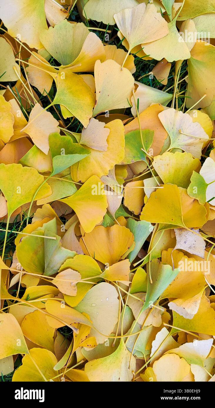 Golden Carpet: Foglie di ginkgo cadute in autunno Foto Stock