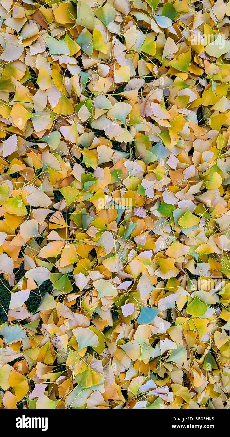 Golden Carpet: Foglie di ginkgo cadute in autunno Foto Stock