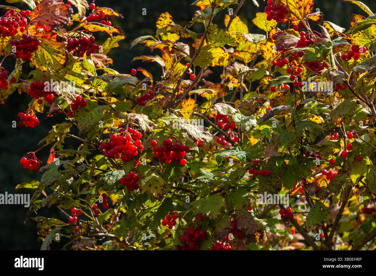 Viburnum ordinario , o Viburnum rosso Viburnum opulus è una pianta legnosa decidua in autunno. Foto Stock