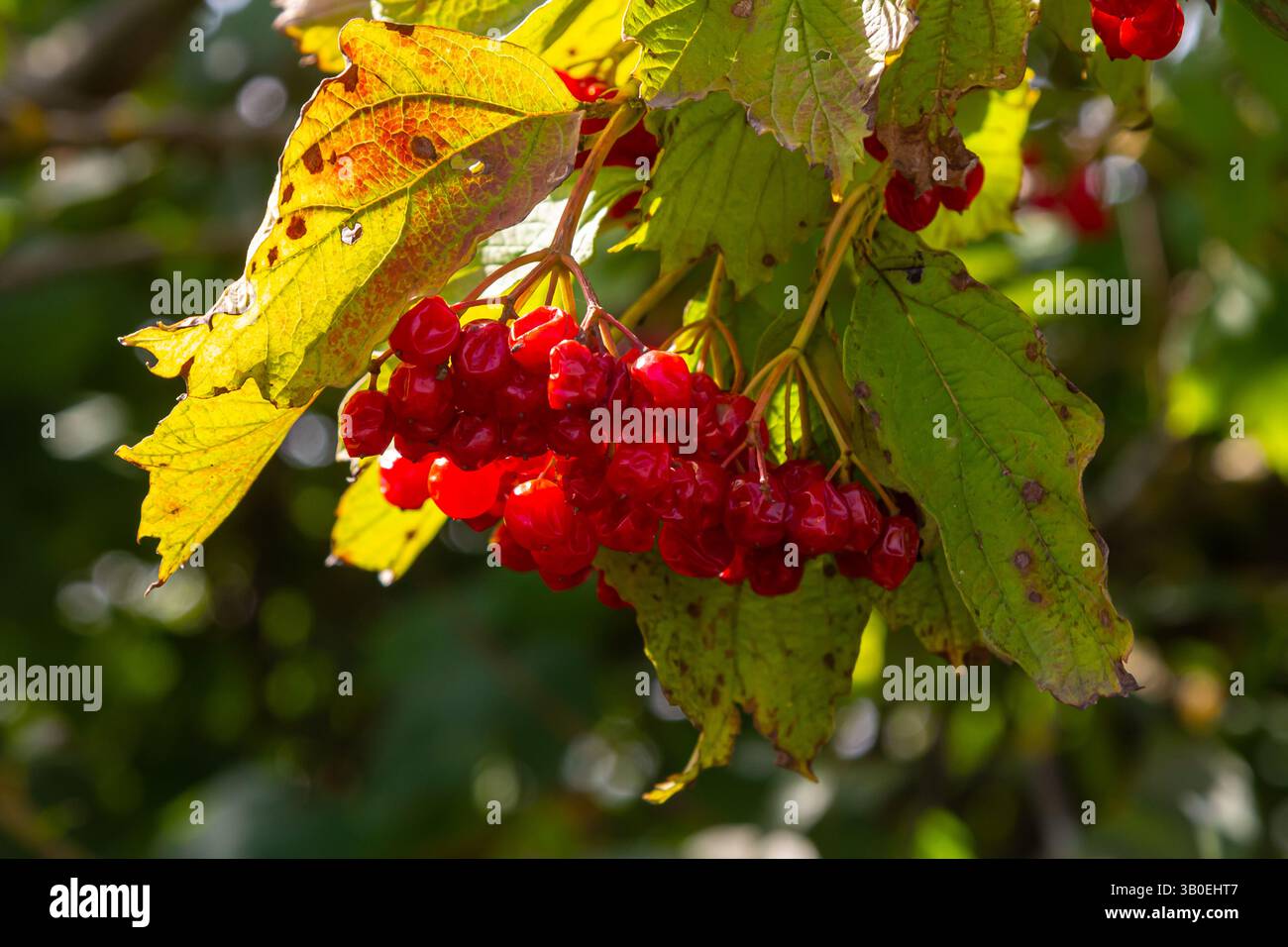 Viburnum ordinario , o Viburnum rosso Viburnum opulus è una pianta legnosa decidua in autunno. Foto Stock