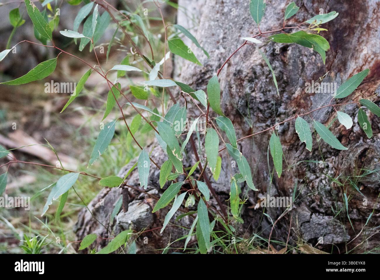giovani germogli di un nuovo albero che cresce alla base di un vecchio albero Foto Stock