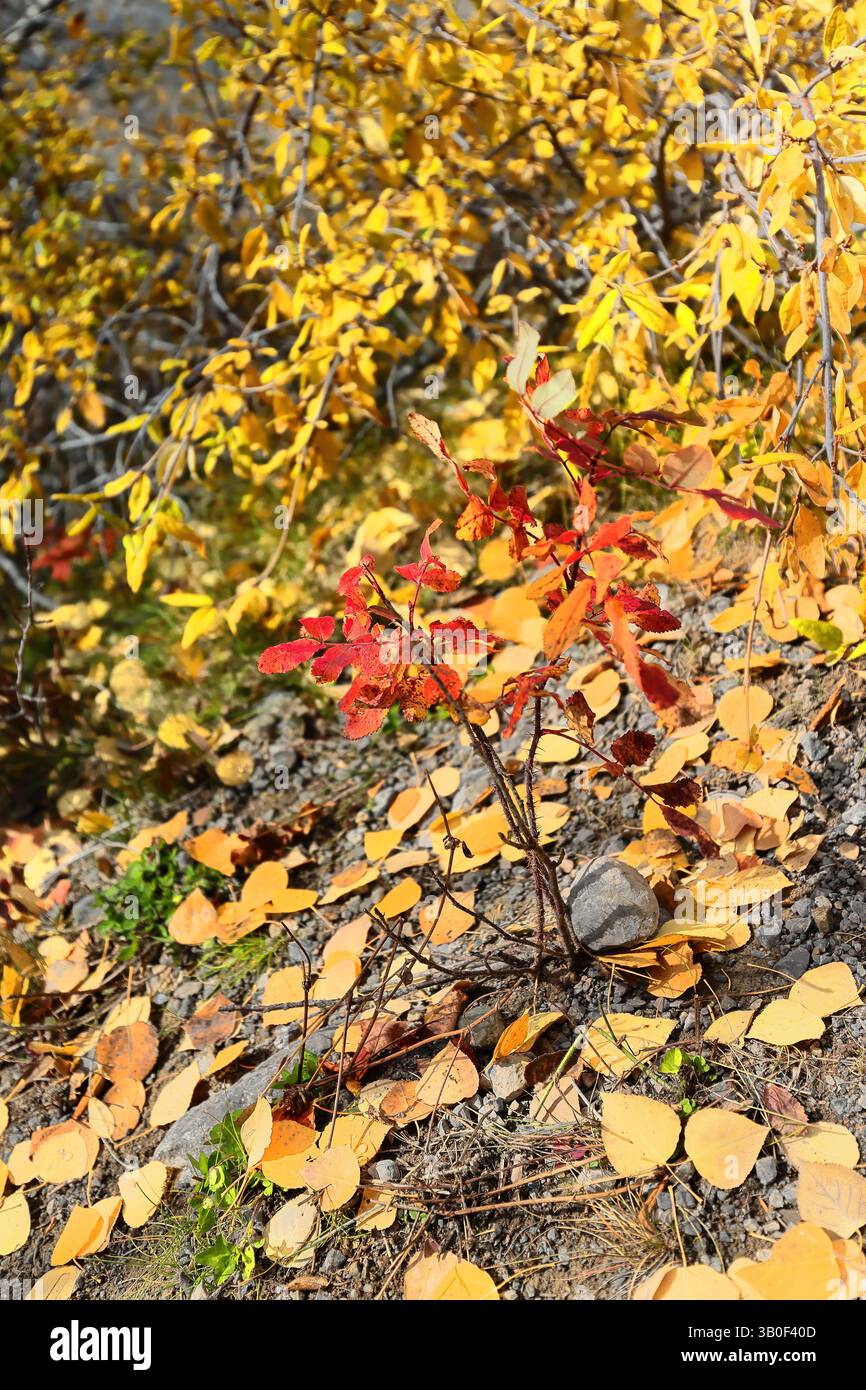 170 giovani germogli di pioppi e pioppi che mostrano colori autunnali rosso-oro sulla riva nord del bacino del lago Medicine. Jasper NP-Alberta-Canada. Foto Stock