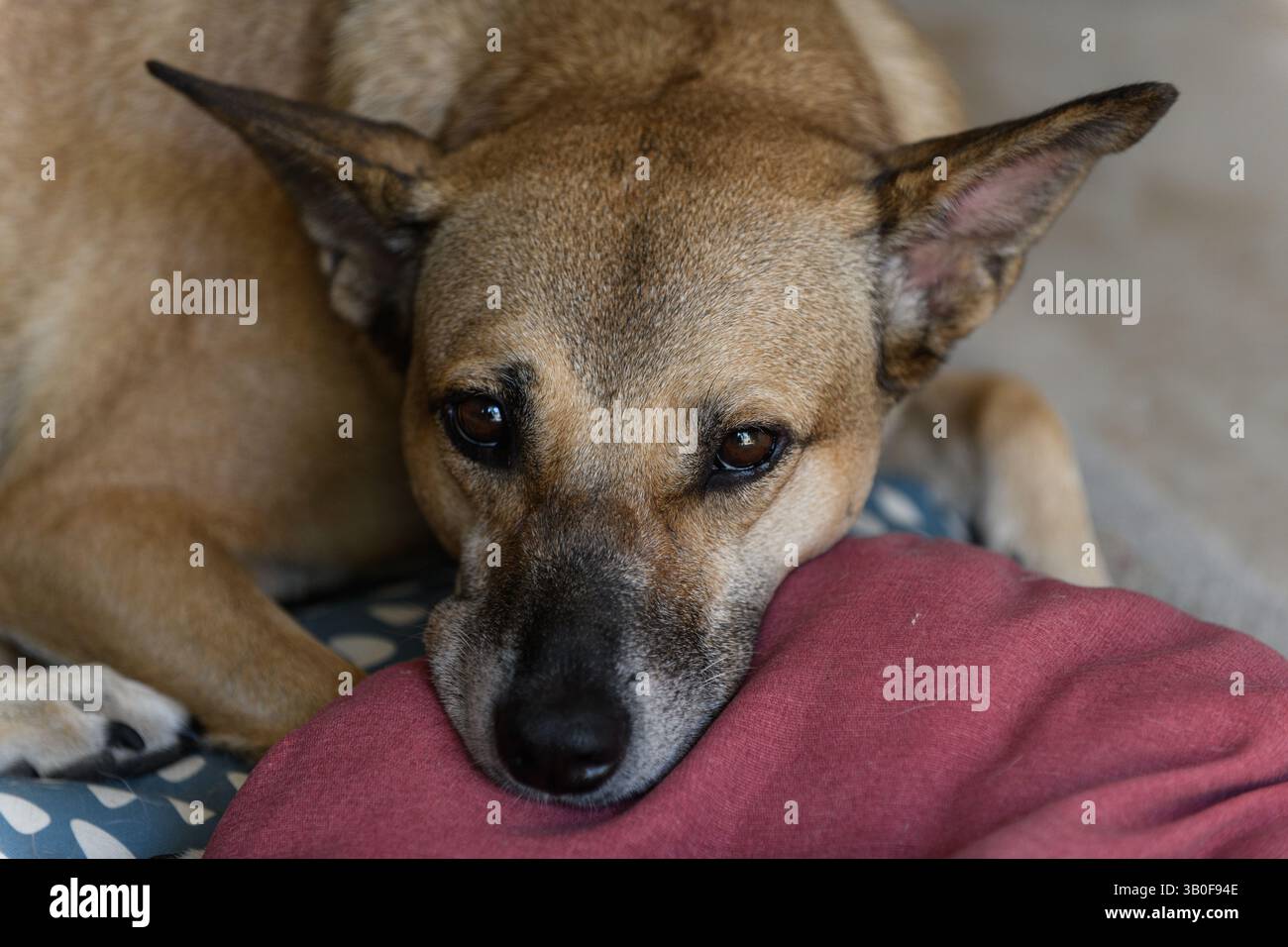 Primo piano del viso, del naso, del muso e delle orecchie di un cane pelo corto che riposa il naso su un letto di cuscino rosso. Foto Stock