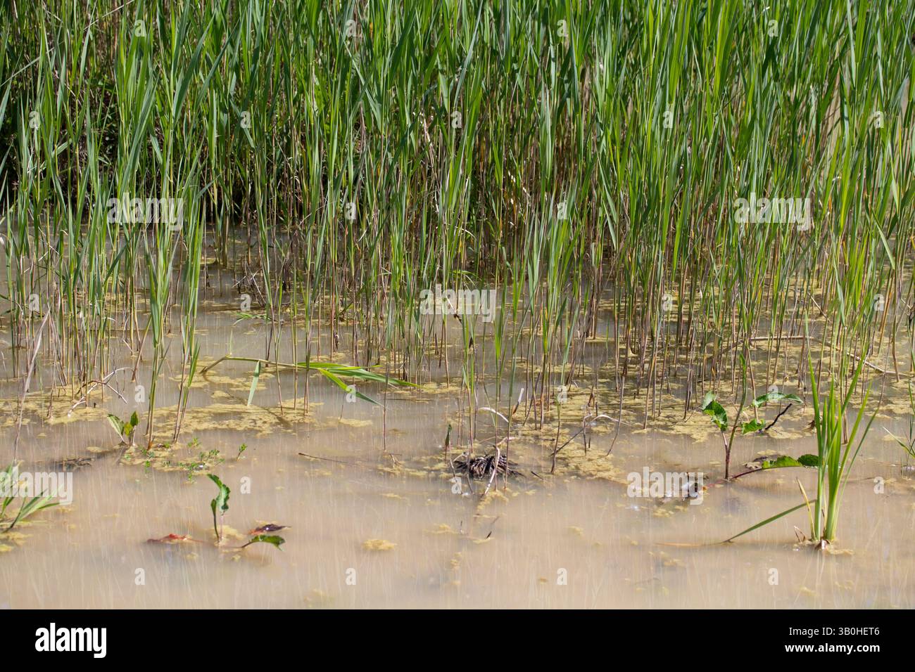 Gli alti canne verdi crescono in ambienti umidi poco profondi e torbidi. Foto Stock