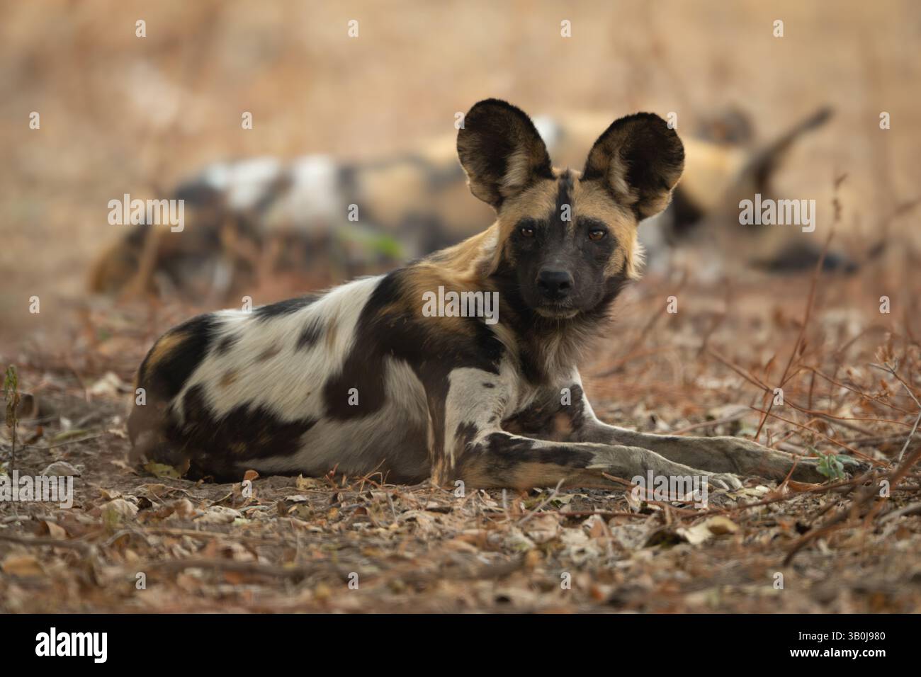 Il Wild dog africano giace vicino a un altro che dorme Foto Stock