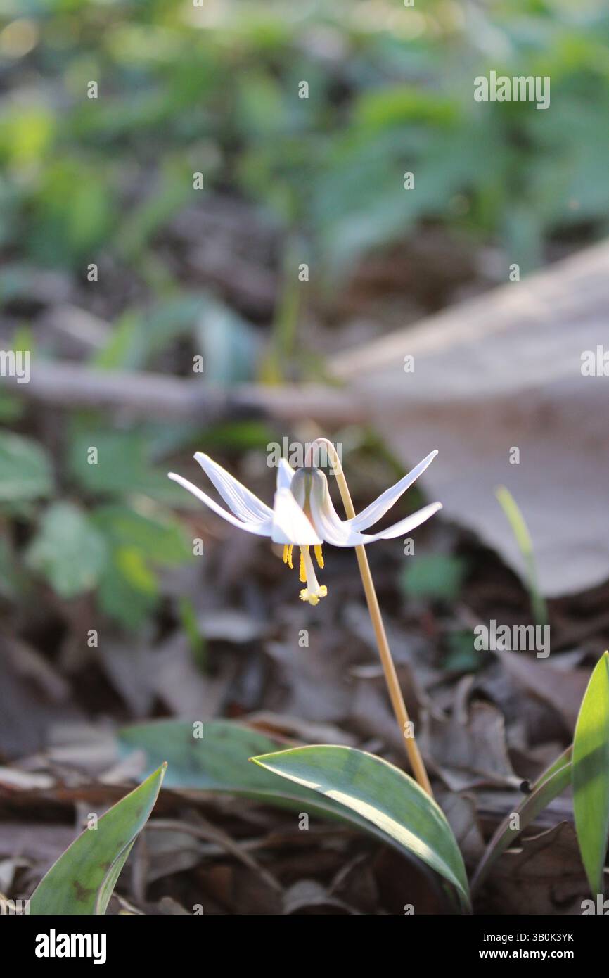 Il giglio di trota bianca fiorisce al sole a Wayside Woods a Morton Grove, Illinois Foto Stock