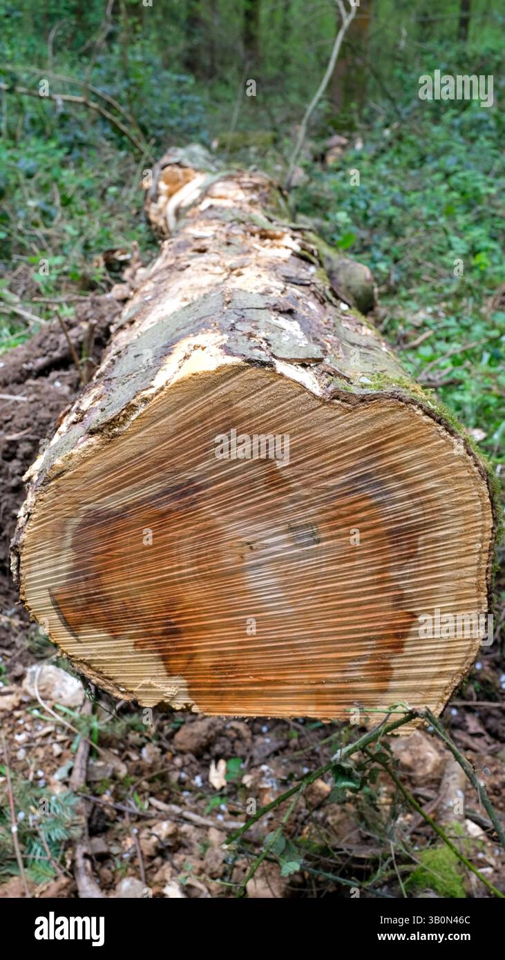 Albero abbattuto di recente con segni di motosega in un legno del Regno Unito. Foto Stock