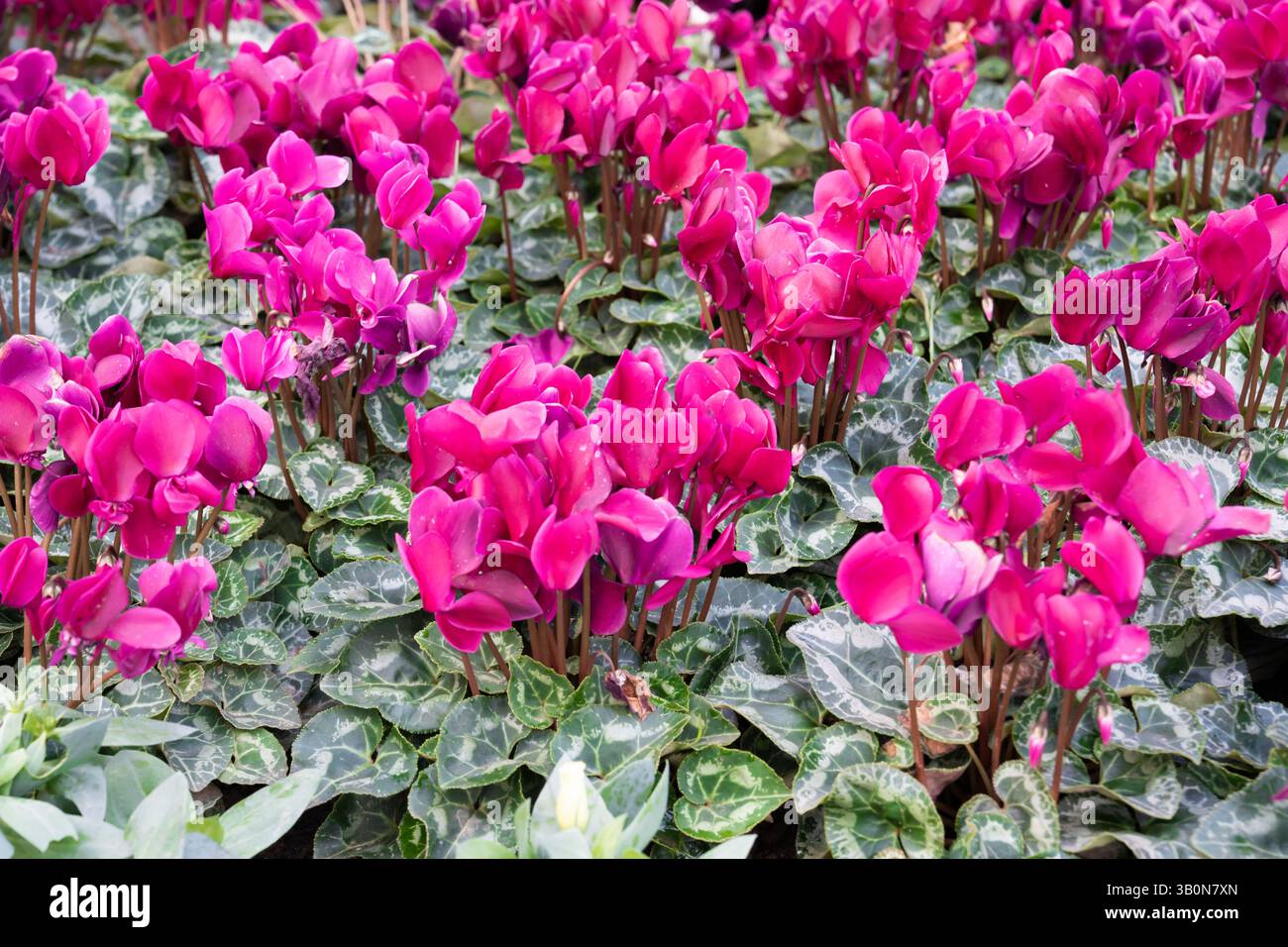 Pianta di fiori di ciclamino viola in giardino, stagione primaverile. Foto Stock