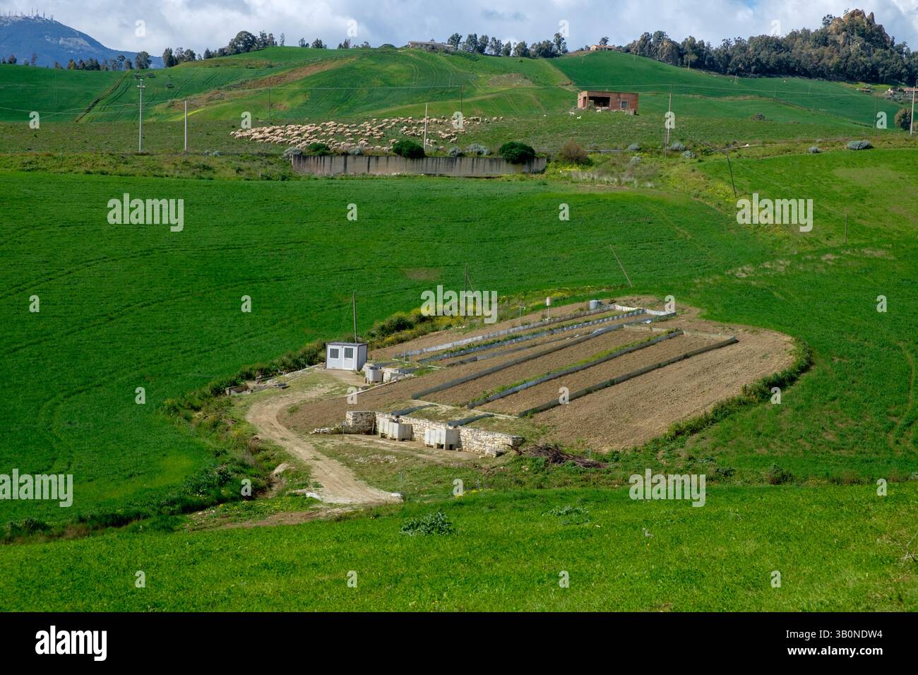 Paesaggio rurale con campi terrazzati, un piccolo edificio e pecore che pascolano su una collina. Agricoltura e agricoltura in azione. Foto Stock