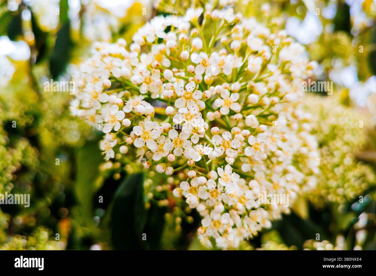 La Photinia serratifolia, comunemente chiamata photinia taiwanese o photinia cinese, è un arbusto o un albero in fiore. È ampiamente utilizzato in parchi e giardini come Foto Stock