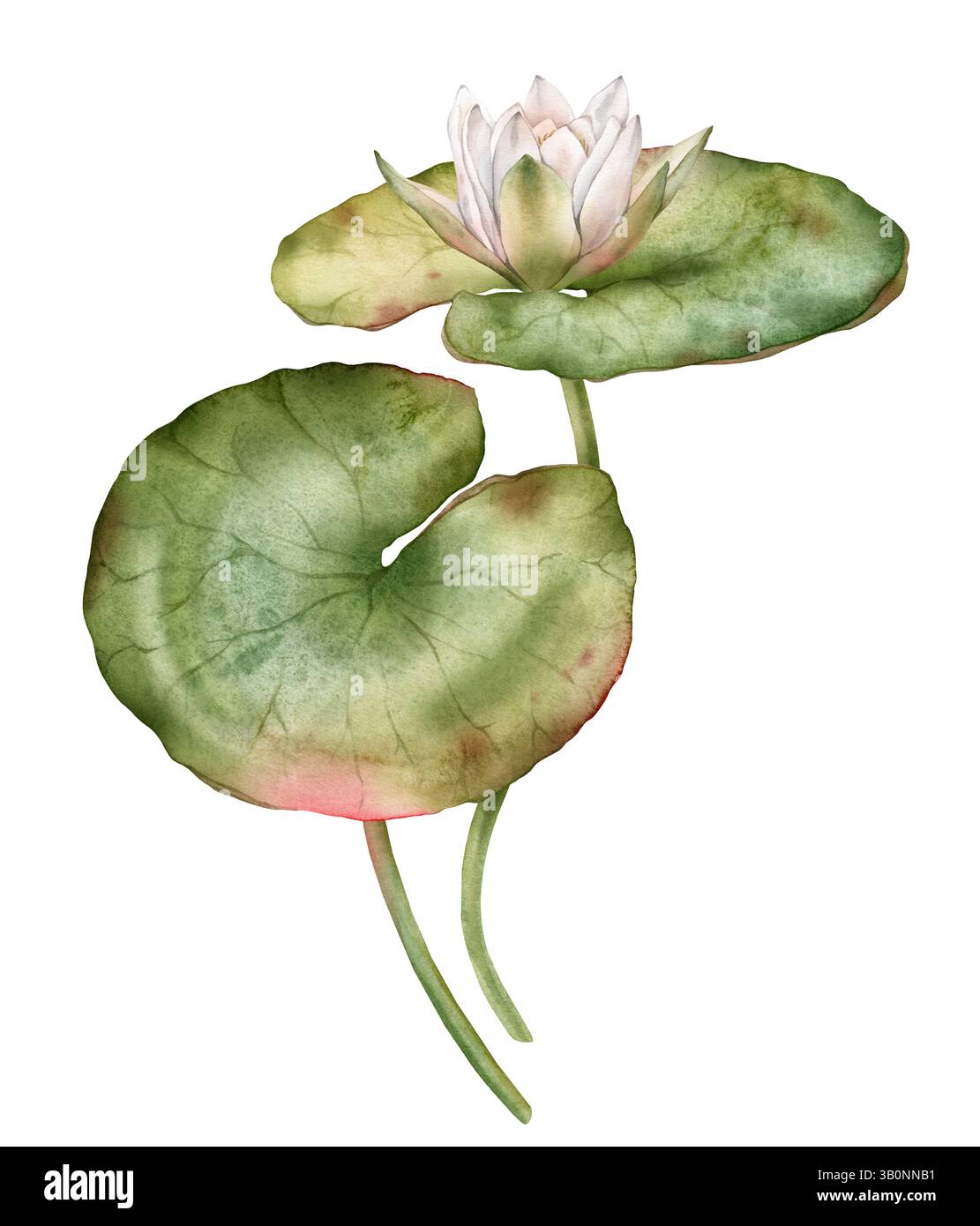 Giglio d'acqua fiore con foglia verde. Illustrazione ad acquerello disegnata a mano di un acquarello bianco tropicale su sfondo isolato. Composizione con loto Foto Stock