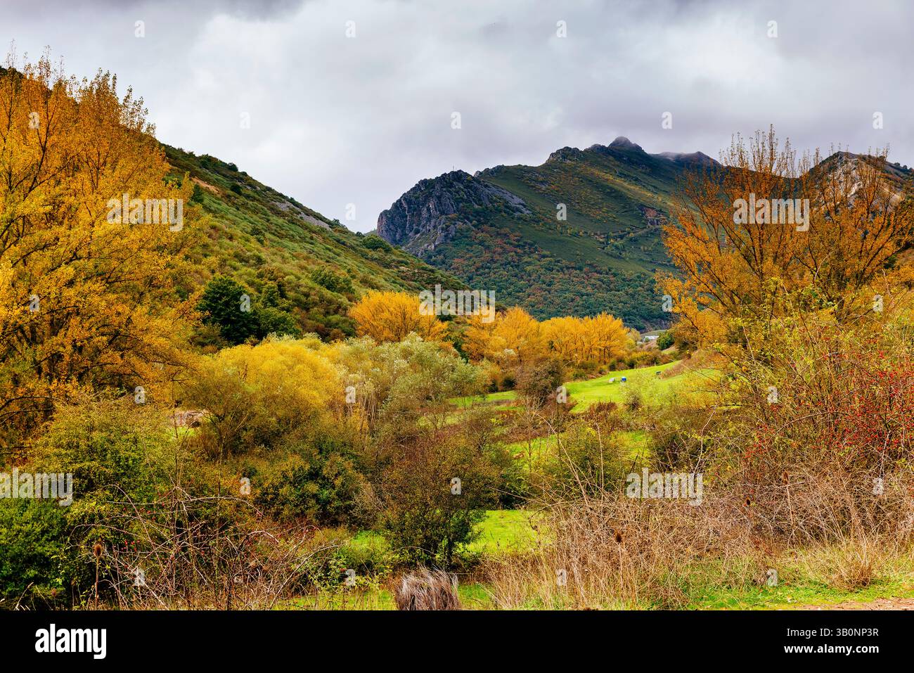 Foresta di faggi El Faedo de Ciñera all'inizio dell'autunno. Ciñera, la Pola de Gordón, León, Castilla y León, Spagna, Europa Foto Stock