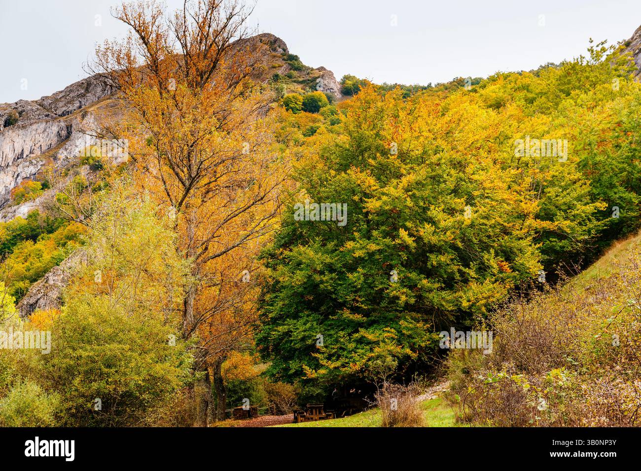 Foglie di faggio che cambiano colore. Foresta di faggi El Faedo de Ciñera e passerella in legno all'inizio dell'autunno. Ciñera, la Pola de Gordón, León, Castilla y León, Spa Foto Stock