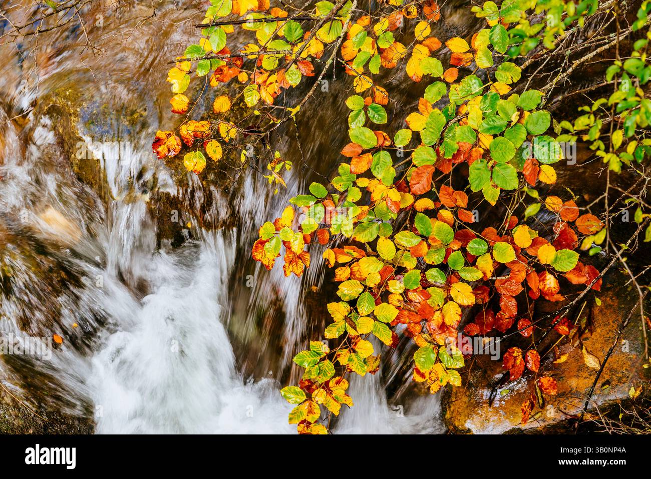 Foglie di faggio sopra il torrente Villar. Foresta di faggi El Faedo de Ciñera e torrente Villar all'inizio dell'autunno. Ciñera, la Pola de Gordón, León, Castilla y le Foto Stock