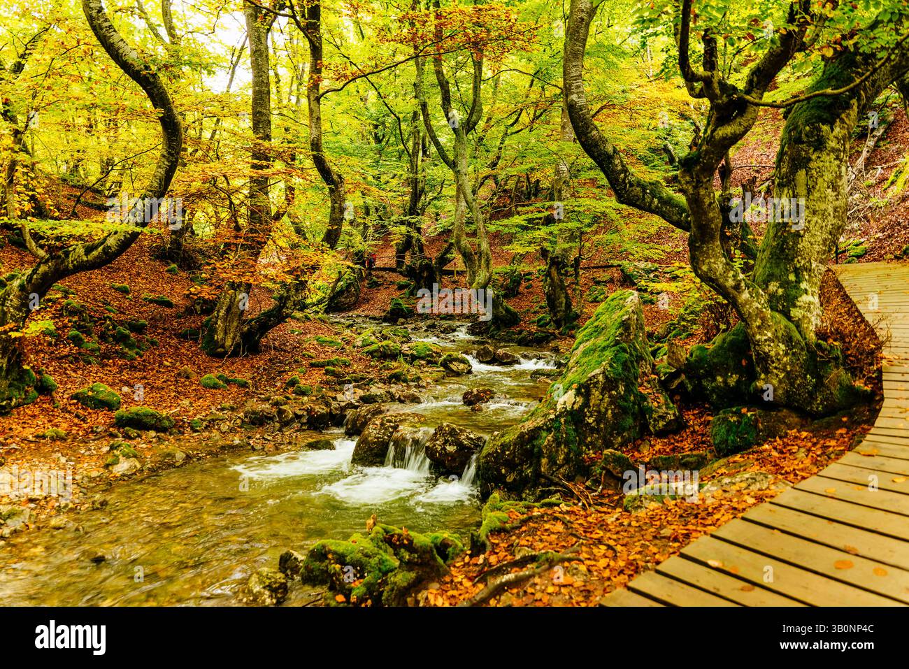 Foresta di faggi El Faedo de Ciñera e passerella in legno all'inizio dell'autunno. Ciñera, la Pola de Gordón, León, Castilla y León, Spagna, Europa Foto Stock