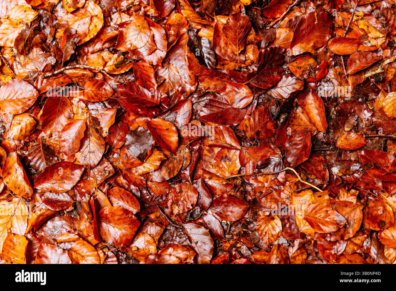 Lettiera bagnata. Foresta di faggi El Faedo de Ciñera all'inizio dell'autunno. Ciñera, la Pola de Gordón, León, Castilla y León, Spagna, Europa Foto Stock
