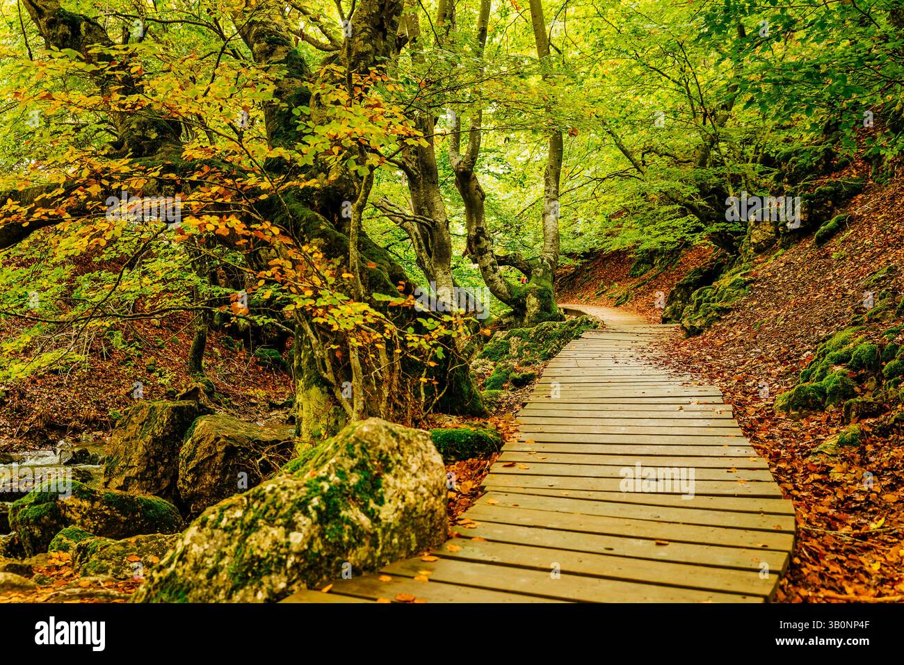 Foresta di faggi El Faedo de Ciñera e passerella in legno all'inizio dell'autunno. Ciñera, la Pola de Gordón, León, Castilla y León, Spagna, Europa Foto Stock