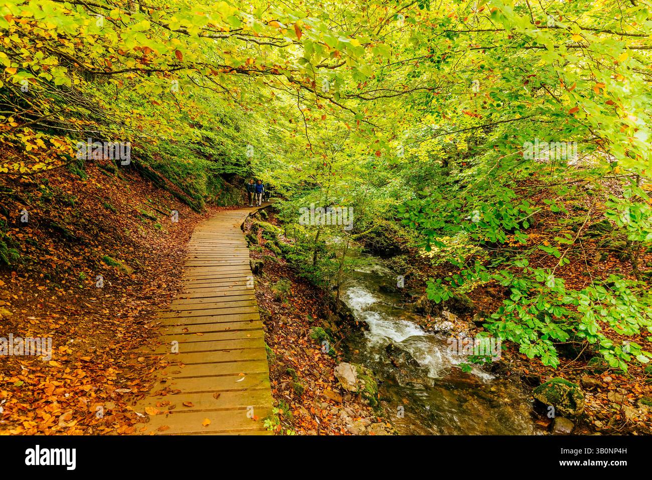 Foresta di faggi El Faedo de Ciñera e passerella in legno all'inizio dell'autunno. Ciñera, la Pola de Gordón, León, Castilla y León, Spagna, Europa Foto Stock