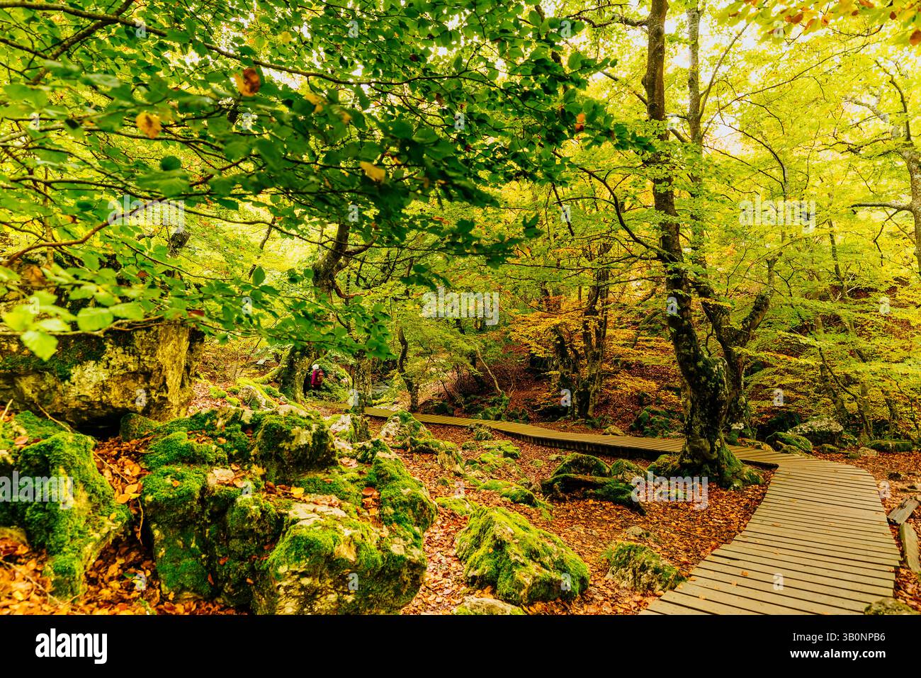 Foresta di faggi El Faedo de Ciñera e passerella in legno all'inizio dell'autunno. Ciñera, la Pola de Gordón, León, Castilla y León, Spagna, Europa Foto Stock