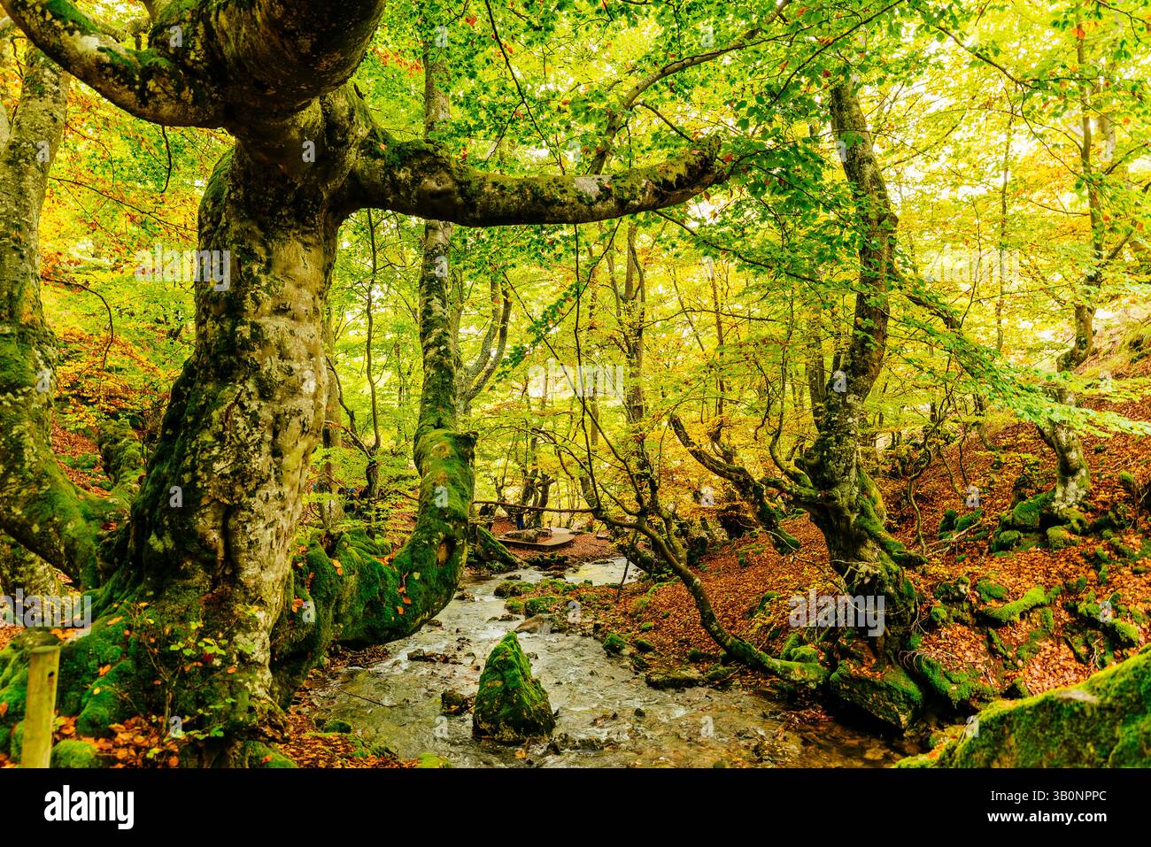 Fagus è il nome del faggio che ha più di 500 anni. La strega Haeda ci vive. Foresta di faggi El Faedo de Ciñera all'inizio dell'autunno. Ciñ Foto Stock