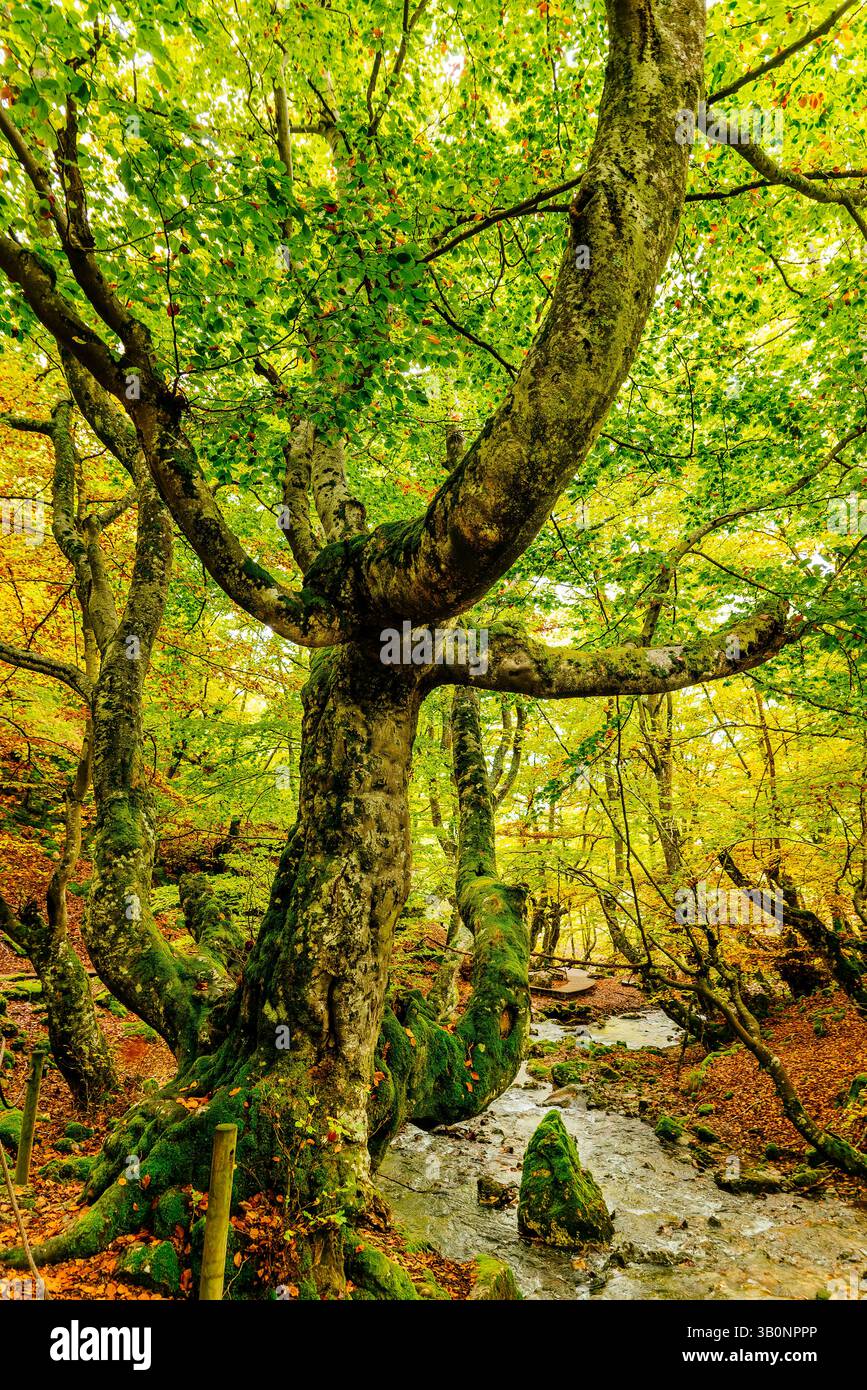 Fagus è il nome del faggio che ha più di 500 anni. La strega Haeda ci vive. Foresta di faggi El Faedo de Ciñera all'inizio dell'autunno. Ciñ Foto Stock