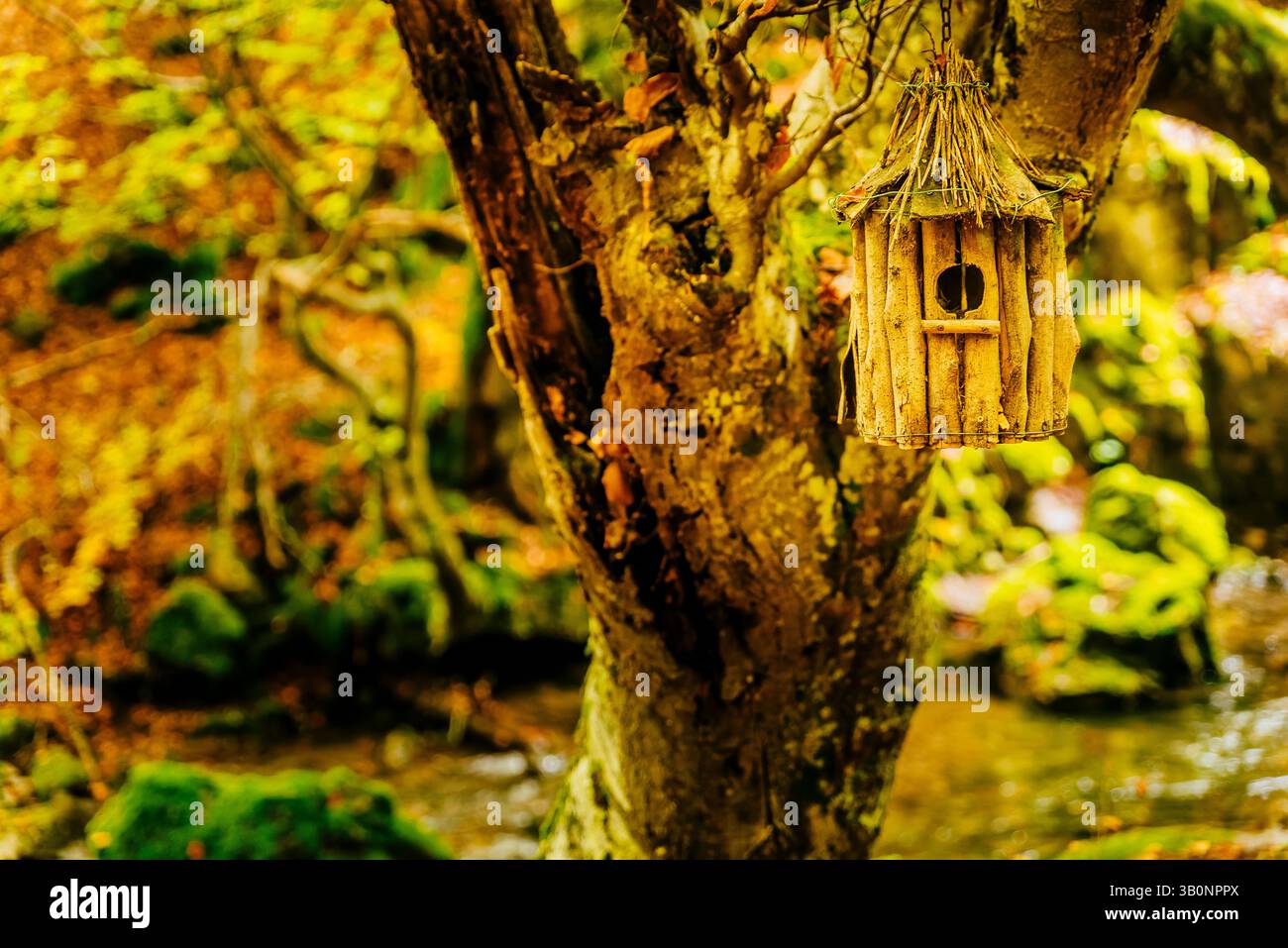 Birdhouse di legno. Foresta di faggi El Faedo de Ciñera all'inizio dell'autunno. Ciñera, la Pola de Gordón, León, Castilla y León, Spagna, Europa Foto Stock