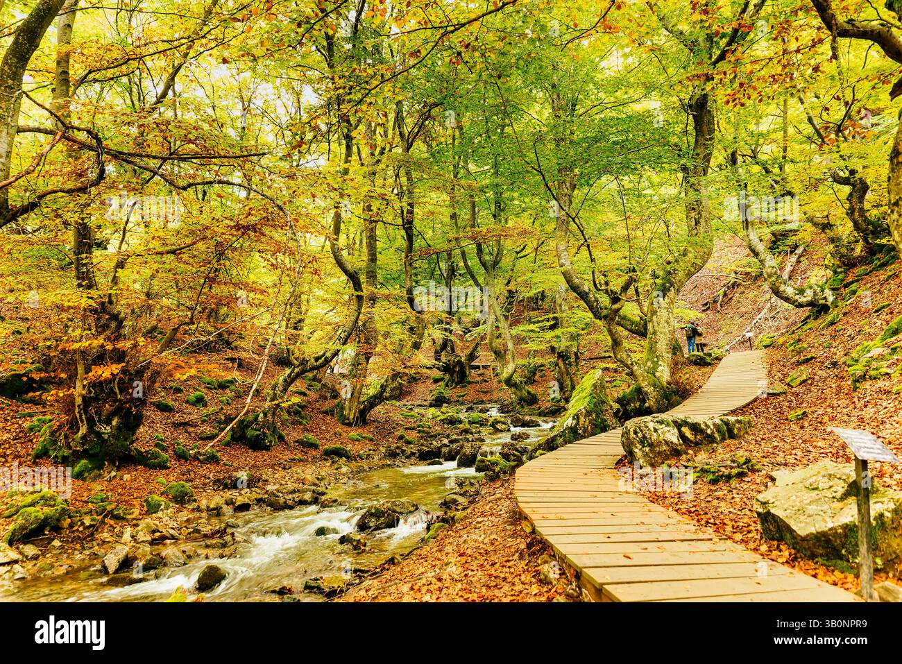 Foresta di faggi El Faedo de Ciñera e passerella in legno all'inizio dell'autunno. Ciñera, la Pola de Gordón, León, Castilla y León, Spagna, Europa Foto Stock