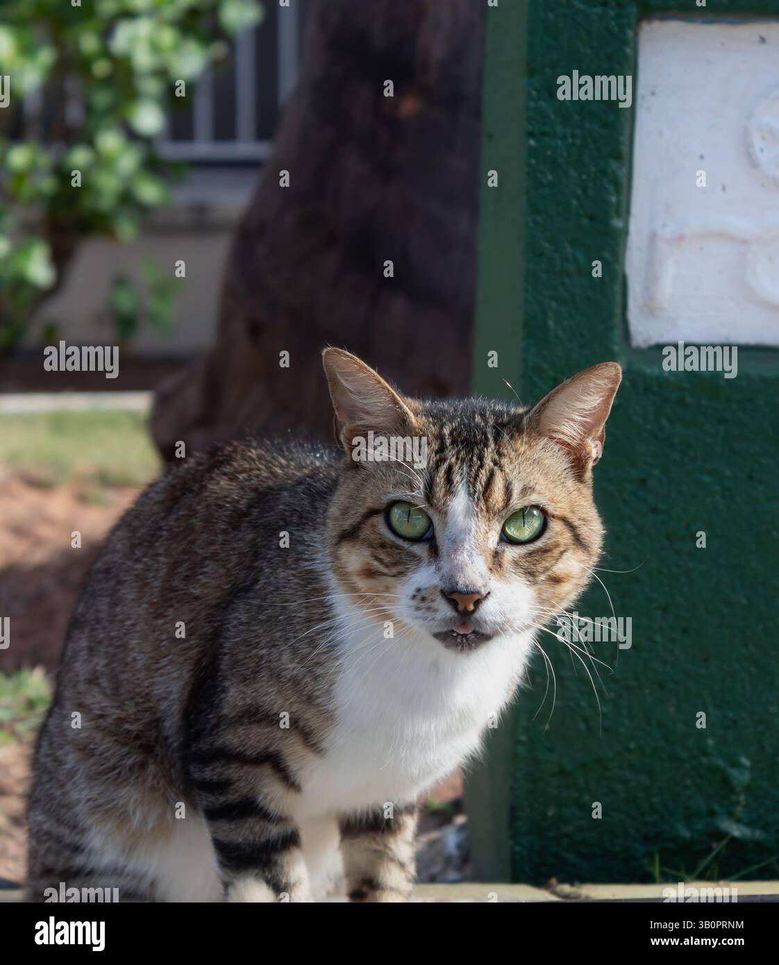 Gatto Tabby steso su una superficie in cemento al sole, rilassandosi all'aperto e guardando la fotocamera Foto Stock