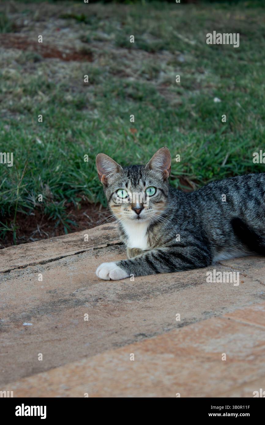 Gatto Tabby seduto a terra vicino a una parete verde, guardando direttamente la fotocamera all'esterno Foto Stock