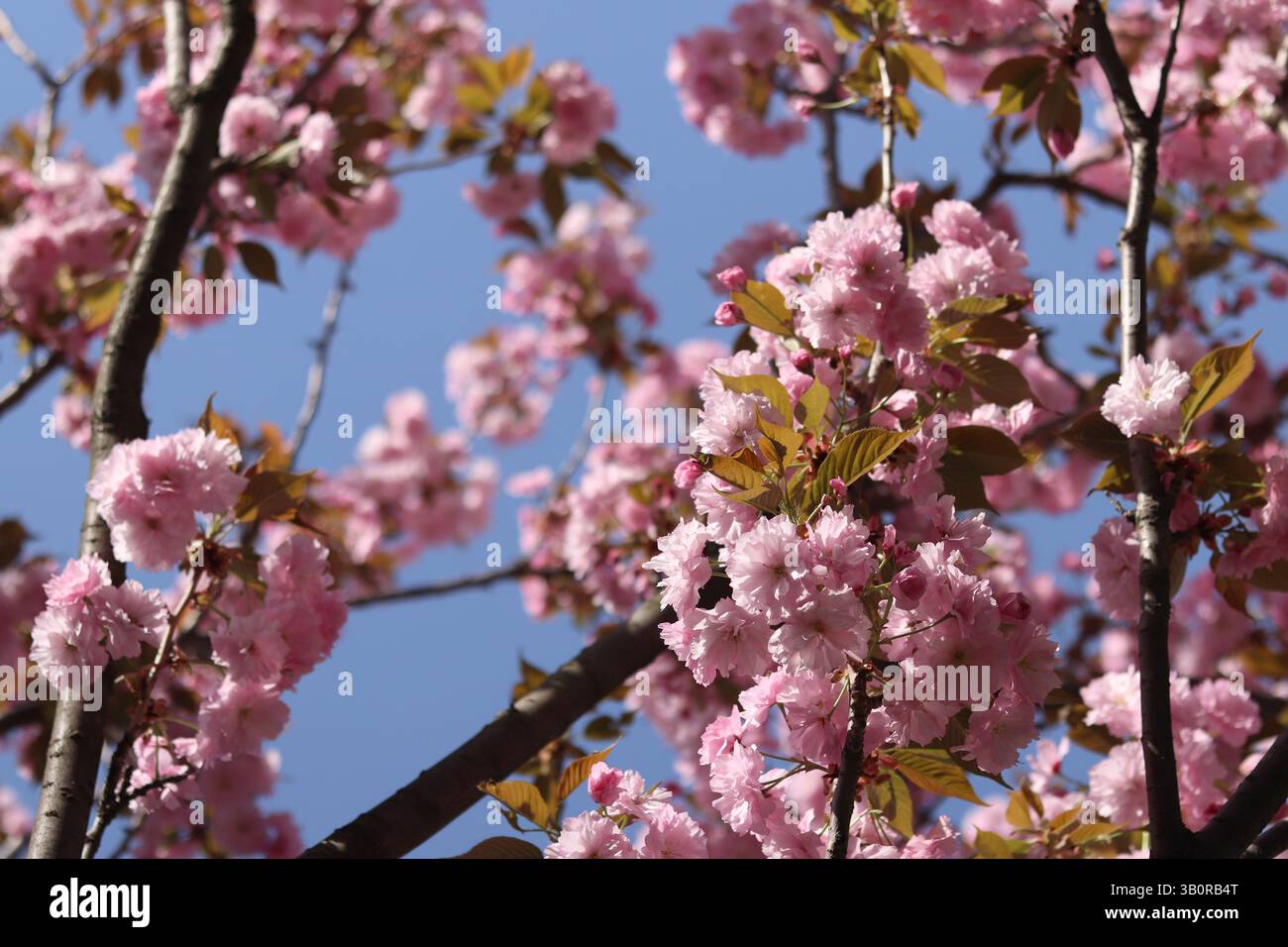 Sakura in piena fioritura. Splendidi fiori sakura rosa con una messa a fuoco morbida. Fiori da vicino. Sfondo primaverile. Fioritura dell'albero di sakura nel parco Foto Stock