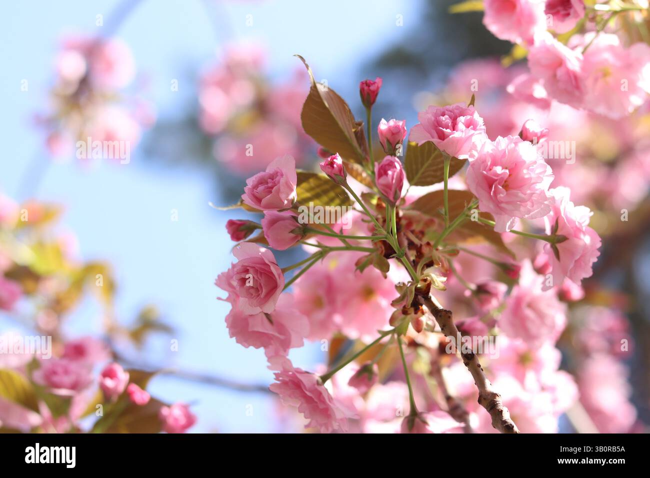 Sakura in piena fioritura. Splendidi fiori sakura rosa con una messa a fuoco morbida. Fiori da vicino. Sfondo primaverile. Fioritura dell'albero di sakura nel parco Foto Stock