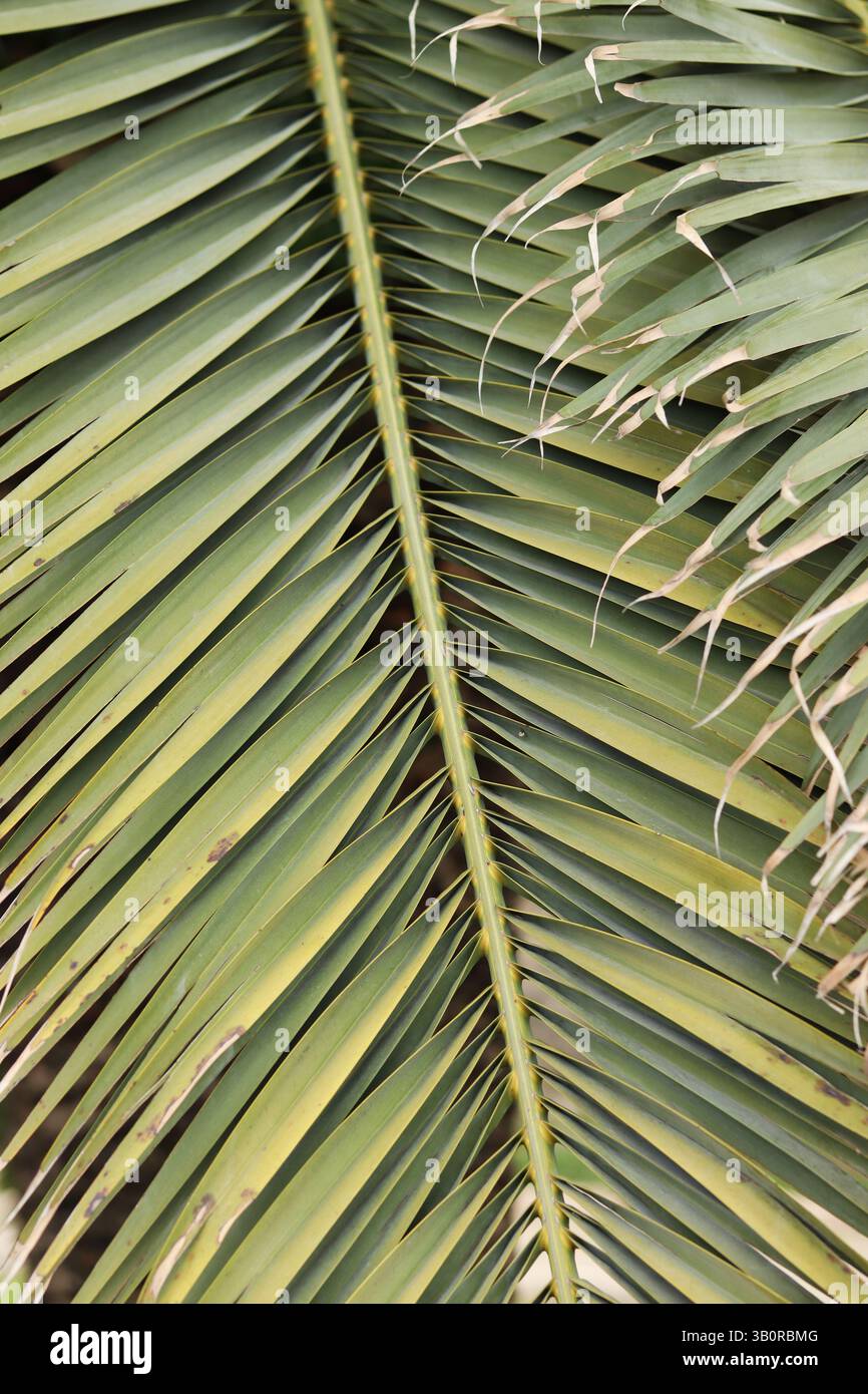 Primo piano della foglia di palma. Sfondo tropicale. Natura. Foglie di palma verde Foto Stock