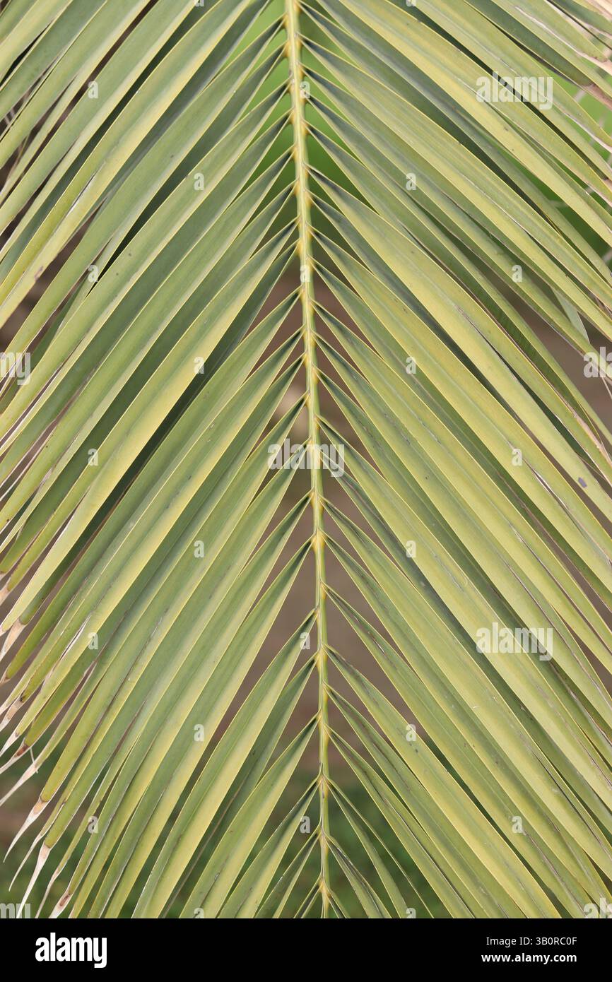 Primo piano della foglia di palma. Sfondo tropicale. Natura. Foglie di palma verde Foto Stock
