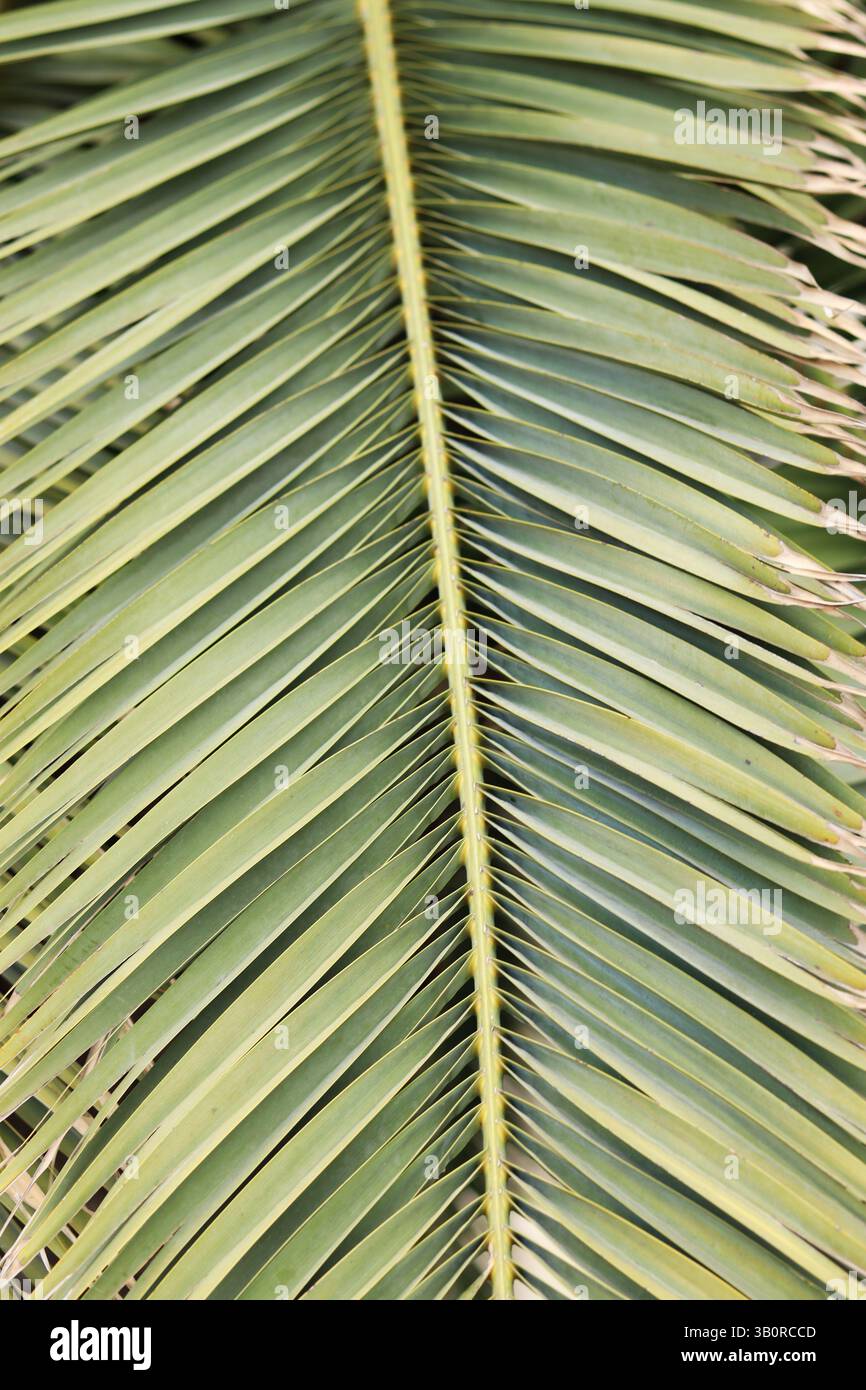 Primo piano della foglia di palma. Sfondo tropicale. Natura. Foglie di palma verde Foto Stock