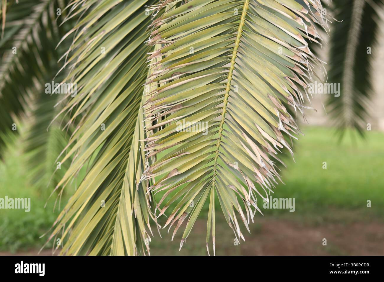 Primo piano della foglia di palma. Sfondo tropicale. Natura. Foglie di palma verde Foto Stock