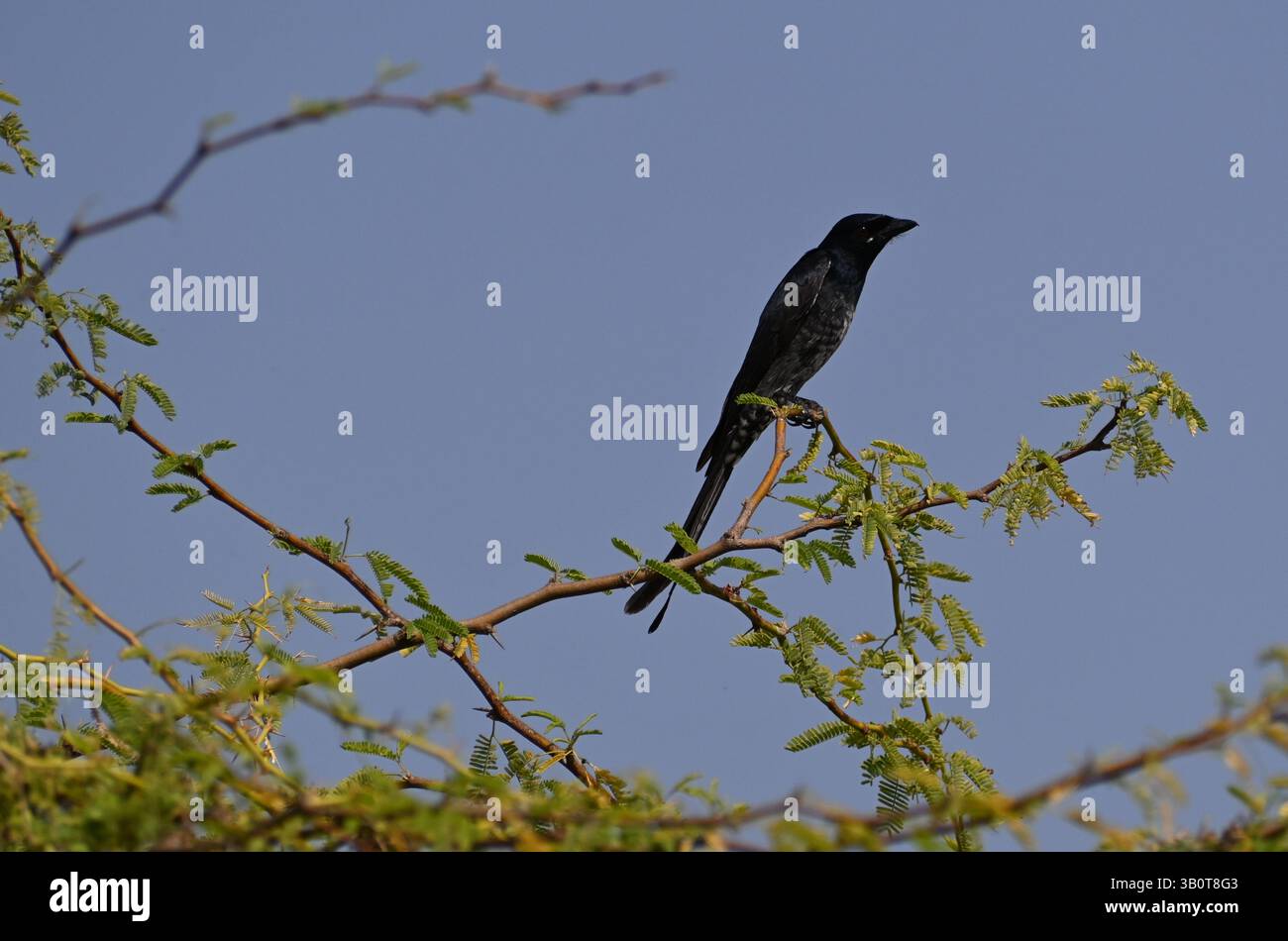 Un grazioso drongo nero è appollaiato su un ramo di albero spinoso Foto Stock