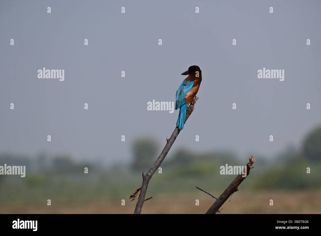 Un bellissimo e colorato kingfisher dalla gola bianca è arroccato su un palo asciutto Foto Stock