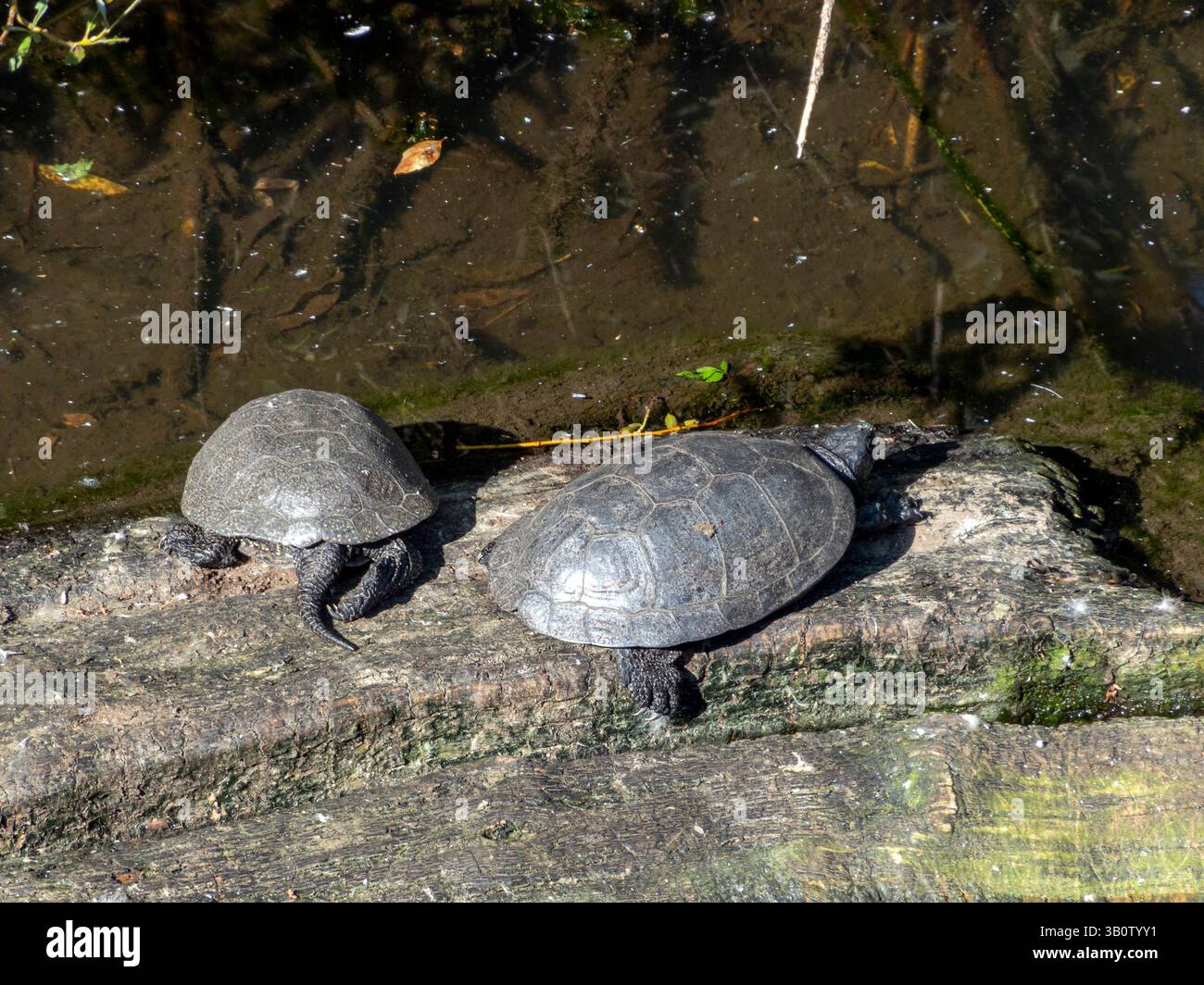 La tartaruga slider dalle orecchie rosse nuota nel lago. Foto Stock