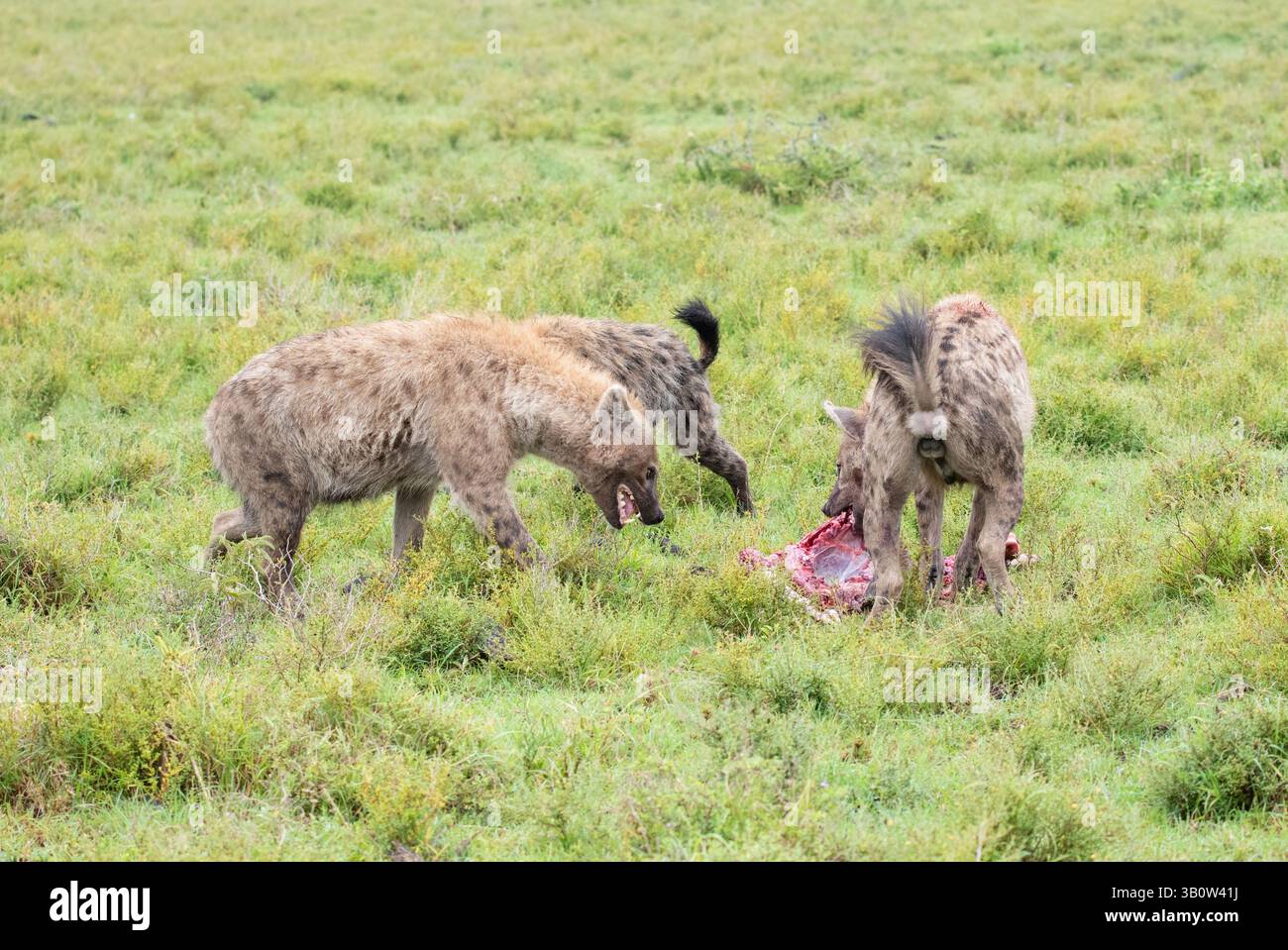 Iena maculata (Crocuta crocuta), tre membri di un clan litigano sui diritti di alimentazione per l'uccisione di un vitello di GNU Foto Stock