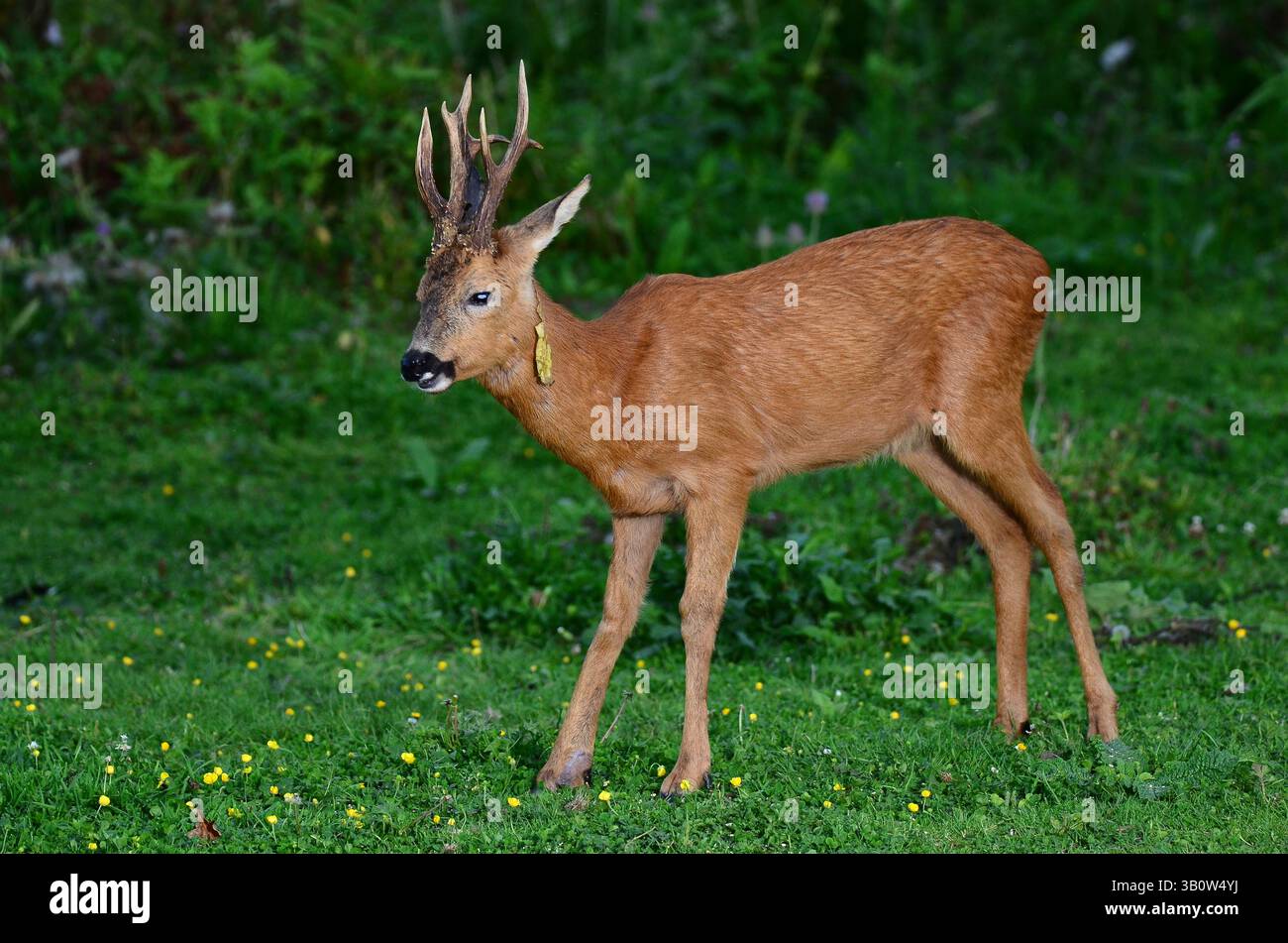 i cervi di roe fanno il foraggio alla luce del giorno Foto Stock