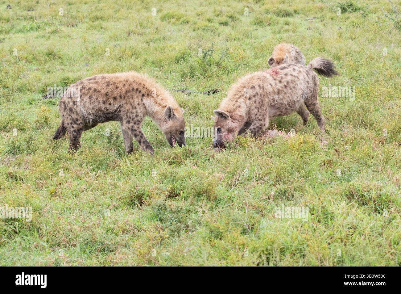 Iena avvistata (Crocuta crocuta), due membri di un clan cercano di unirsi a un'uccisione che un terzo ha fatto Foto Stock