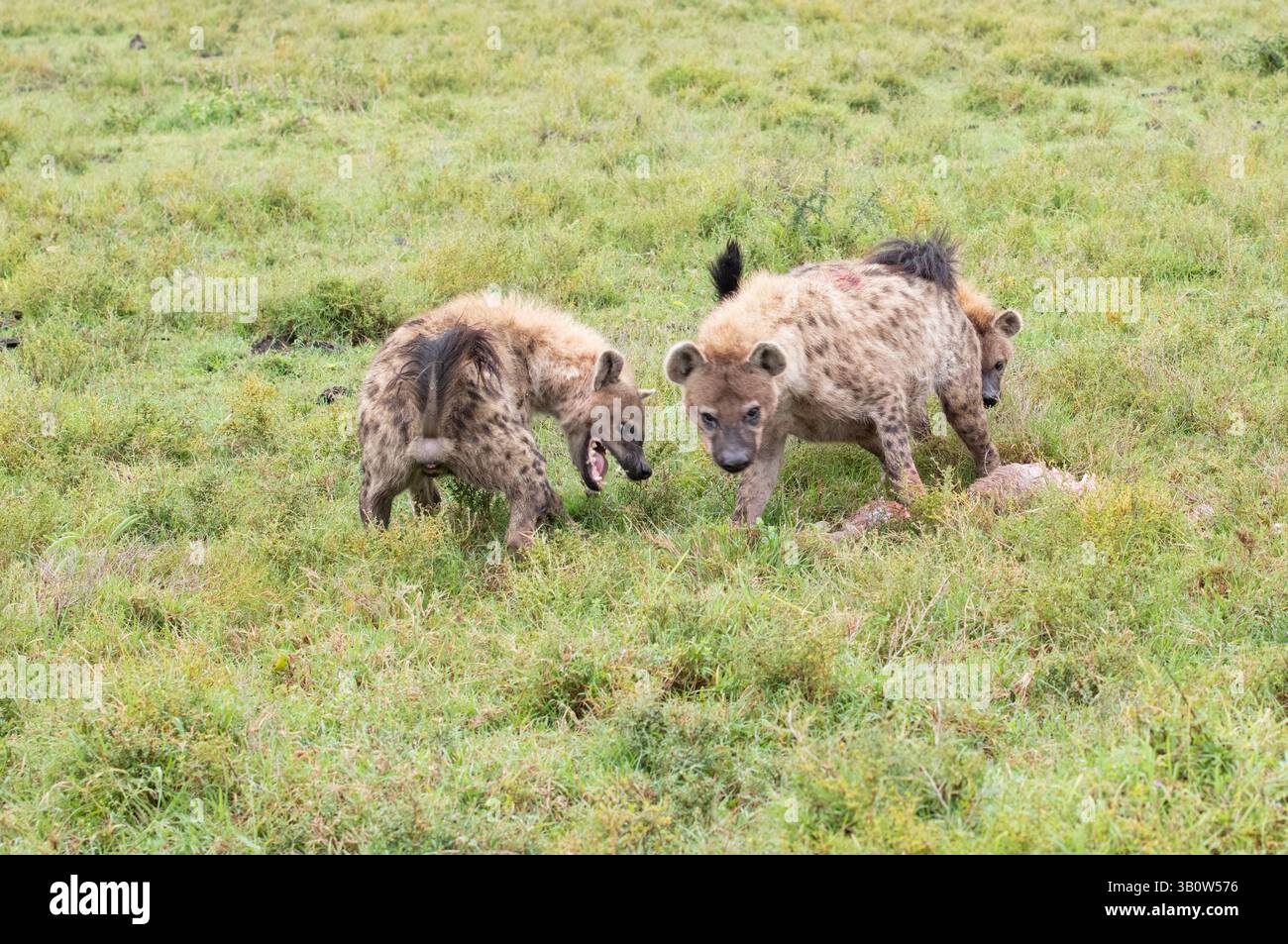Iena maculata (Crocuta crocuta), tre membri di un clan litigano sui diritti di alimentazione per l'uccisione di un vitello di GNU Foto Stock