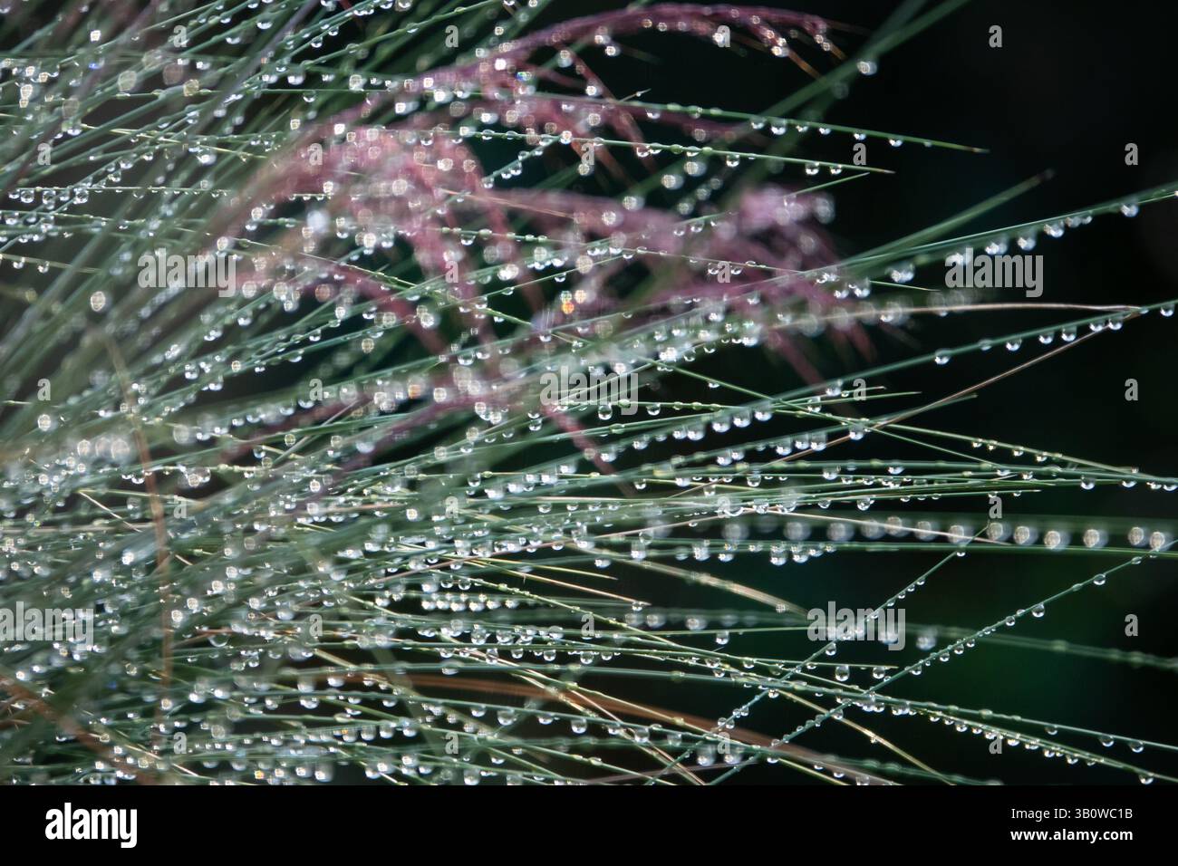 Le gocce di pioggia si aggrappano alle lame di una pianta ornamentale con sfondo scuro Foto Stock