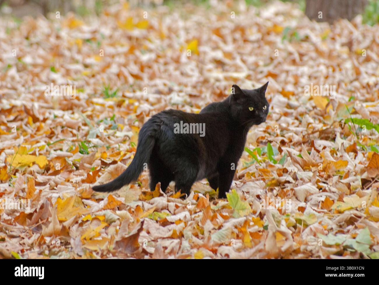 Gatto nero su foglie d'autunno gialle. Foto Stock