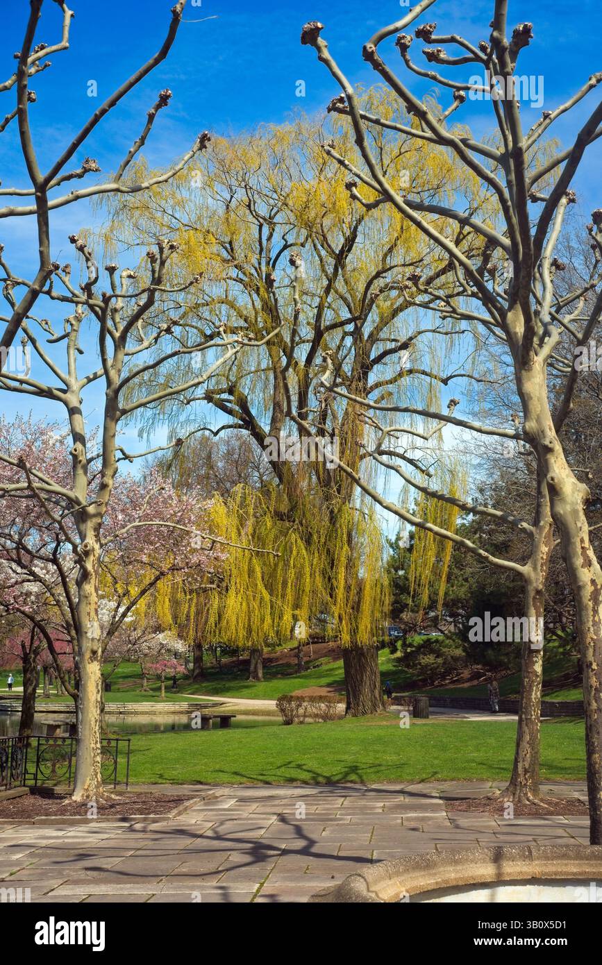 Alberi di Sycamore pronti a nascere incorniciano un grande salice e piccoli ciliegi in fiore nel quartiere University Circle a Cleveland, Ohio. Foto Stock