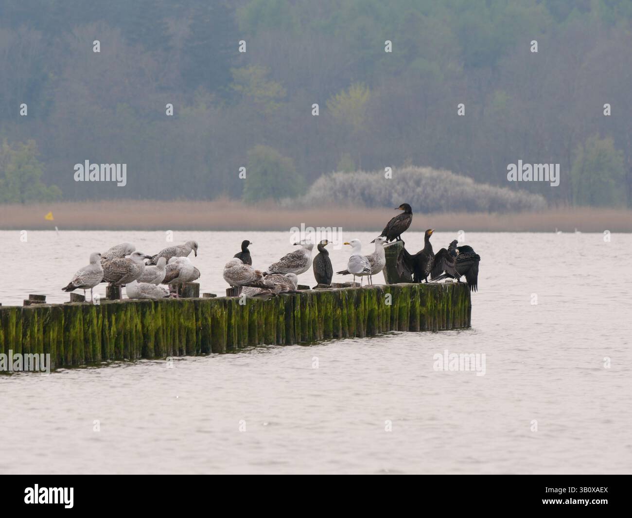 I cormorani e i gabbiani riposano pacificamente su un groyne, preparando piume e asciugando le ali – un momento tranquillo nell’armonia della natura. Foto Stock