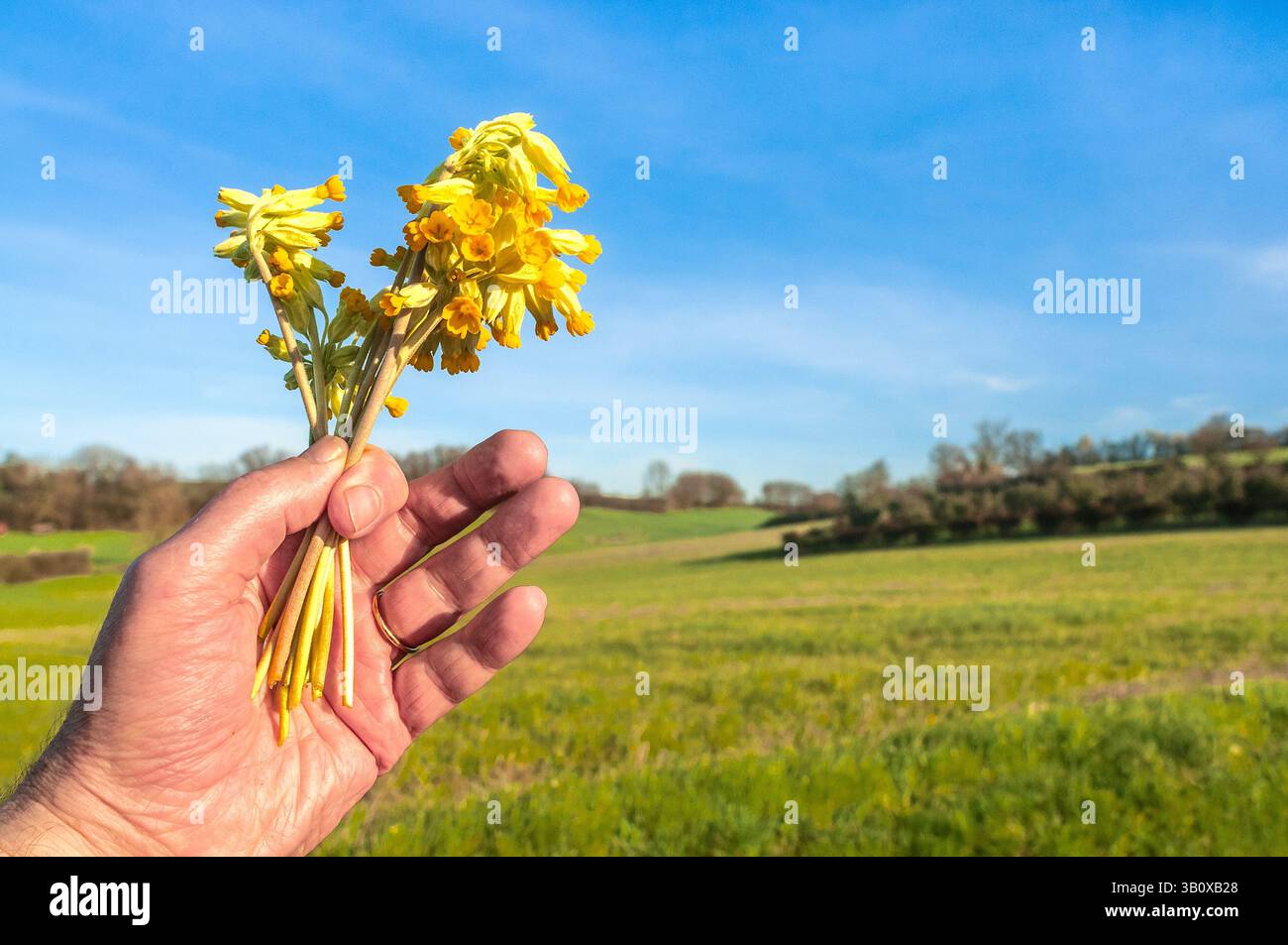 Piccolo mucchio di ciuffe raccolte a mano (Primula veris) una pianta protetta nel Regno Unito ma comune e diffusa in Francia. Foto Stock