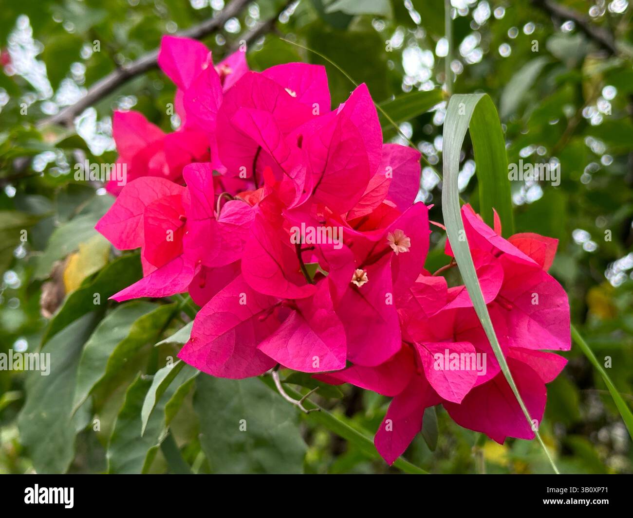 Fiori di bouganville rosa brillante in piena fioritura su uno sfondo verde sfocato. Foto Stock