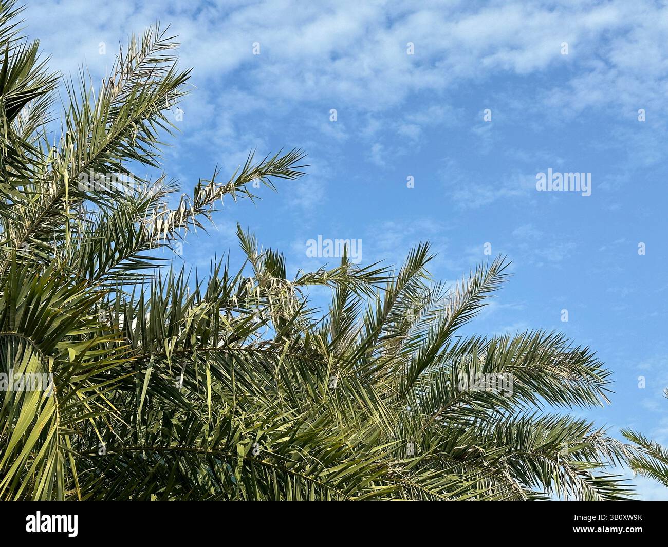 Le fronde di palme raggiungono un cielo azzurro pieno di soffici nuvole bianche in una giornata di sole. Foto Stock