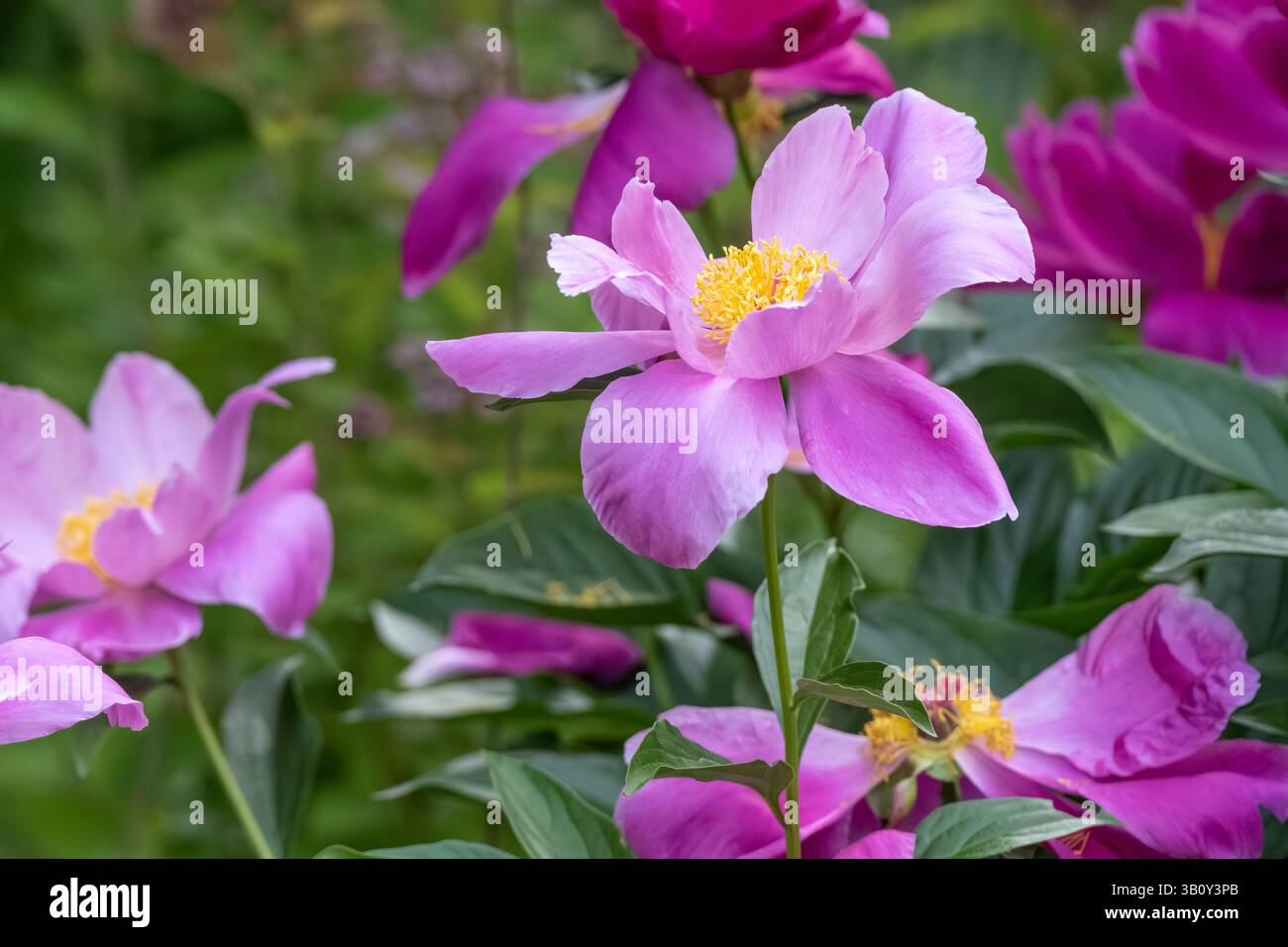 Fiori primaverili in fiore all'Atlanta Botanical Garden di Midtown Atlanta, Georgia. (USA) Foto Stock